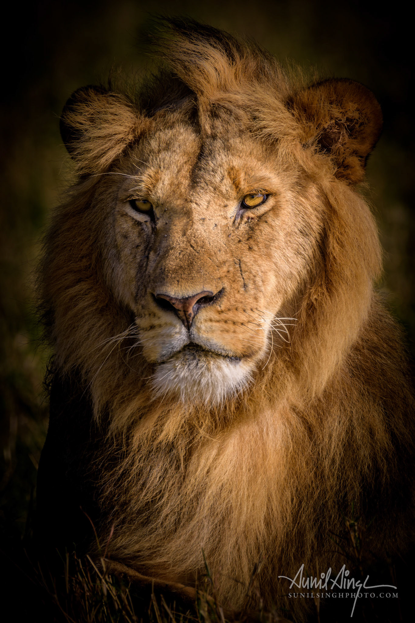 Male Lion  - Monikos pride, Olare Motorogi Conservancy, Kenya