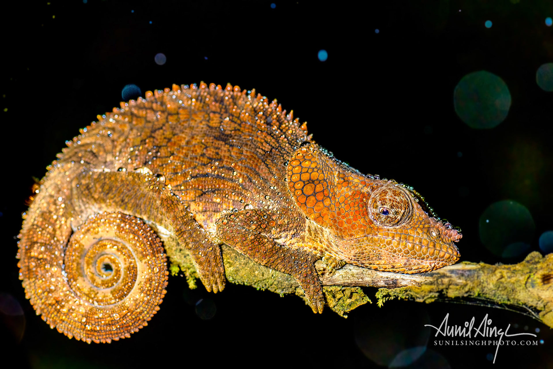 Elephant ear chameleon (calumma brevicorne), Andacibe, Madagascar