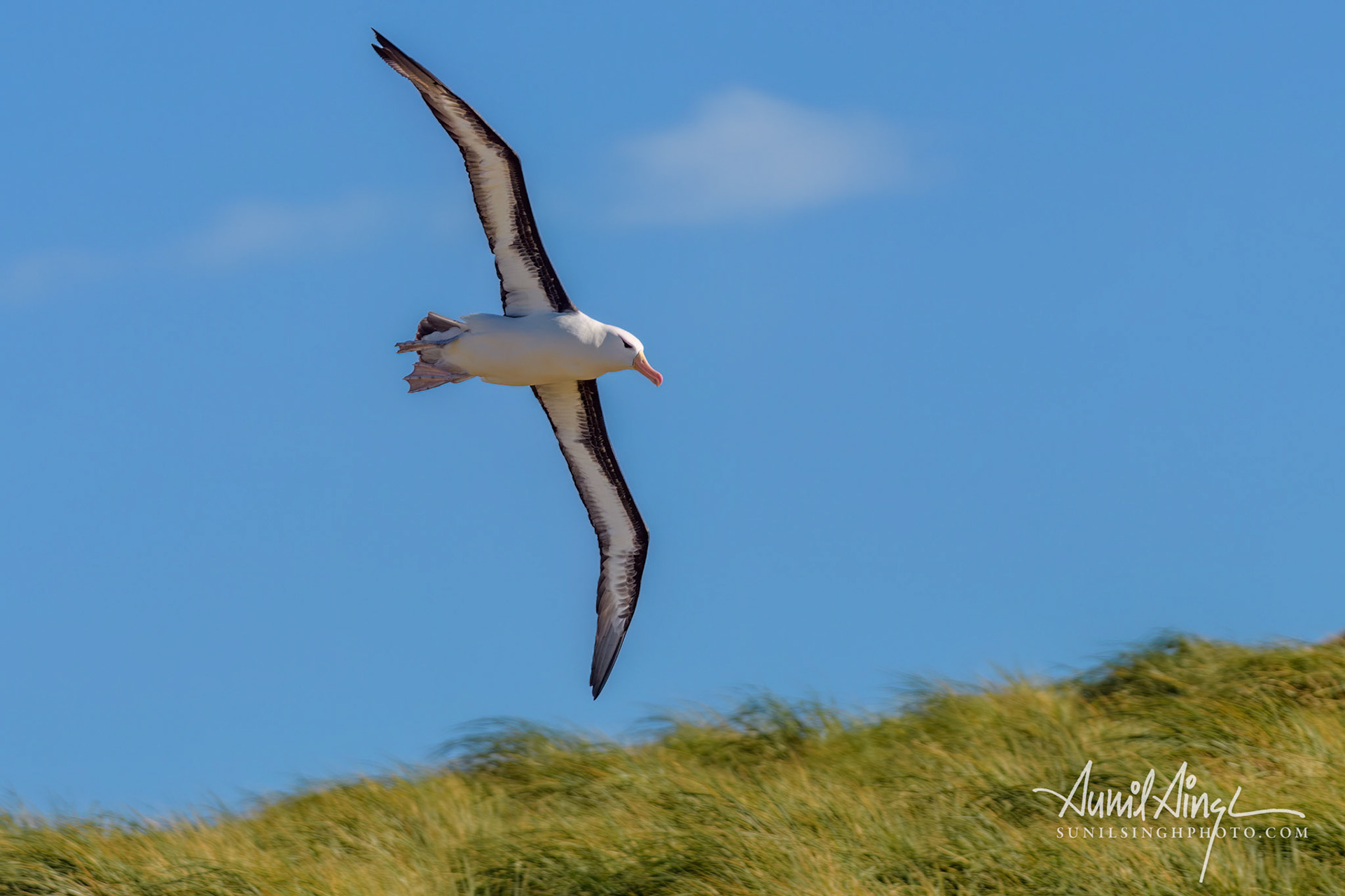 Black-browed albatross (Thalassarche melanophris), New Island, Falkland Islands