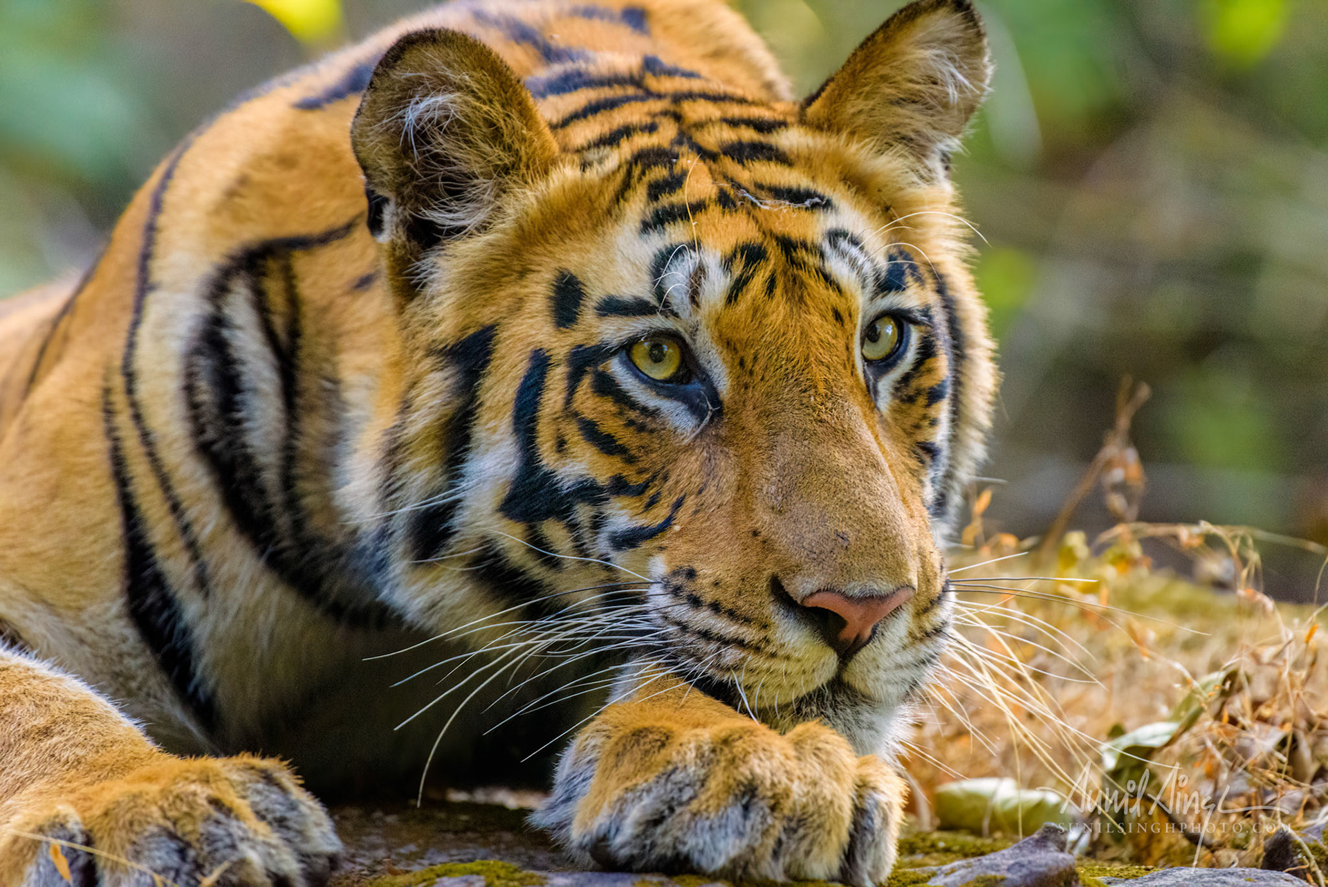Bengal Tiger, Bandhavgarh National Park, Madhya Pradesh, India