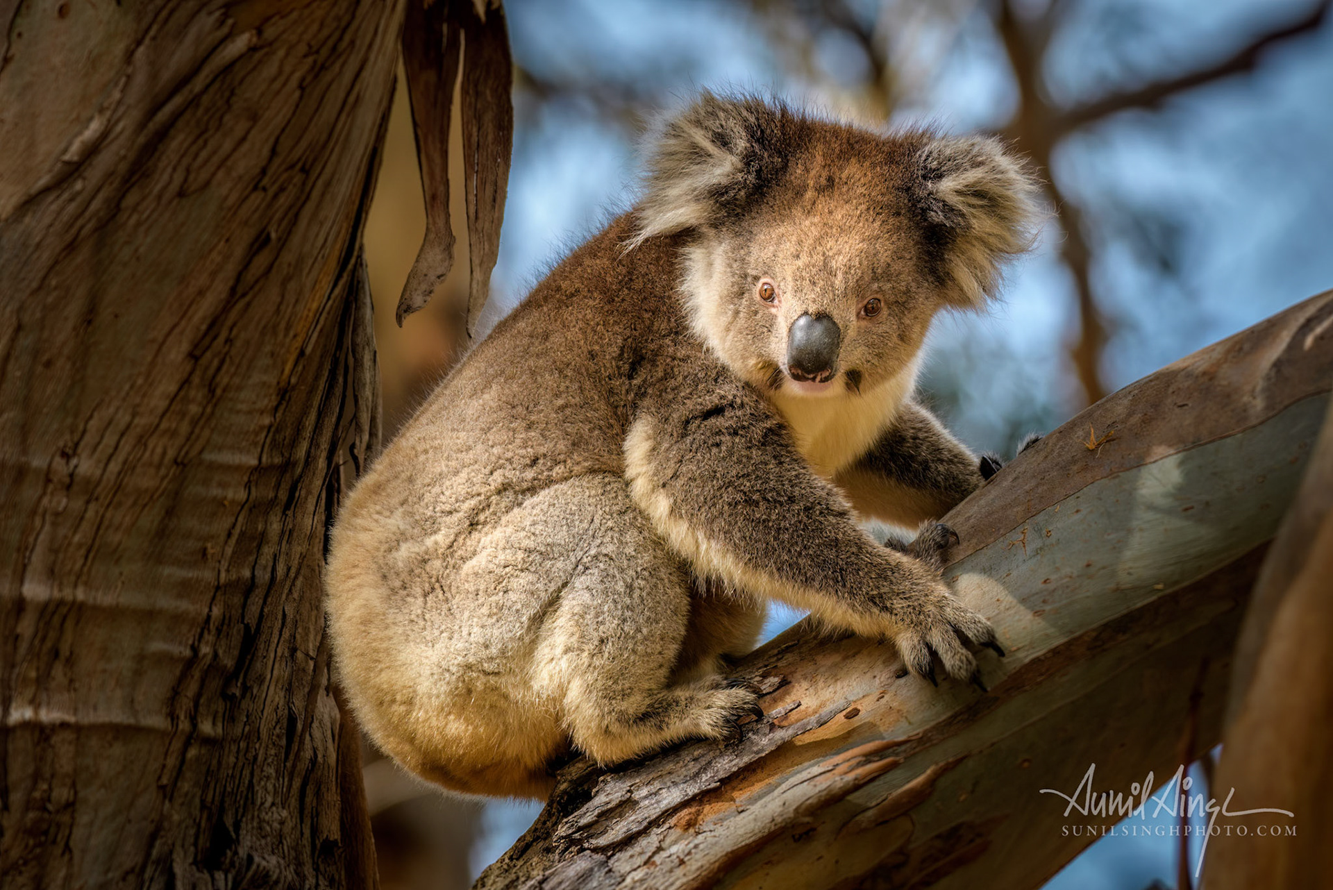 Koala, Hanson Bay Wildlife Sanctuary, Kangaroo Island, Australia