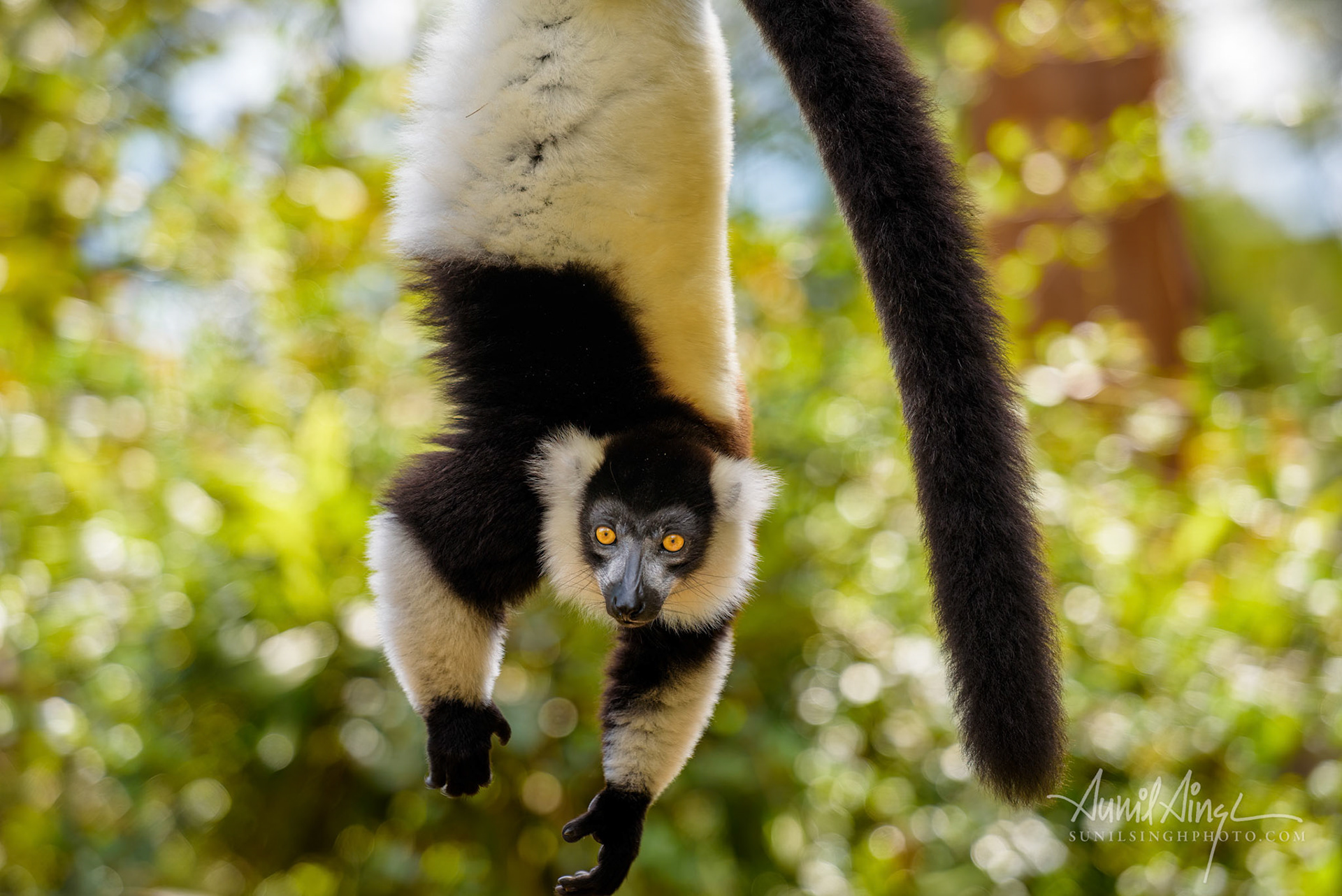 lemur, Black-and-white ruffed lemur, Vakona Preserve , Madagascar