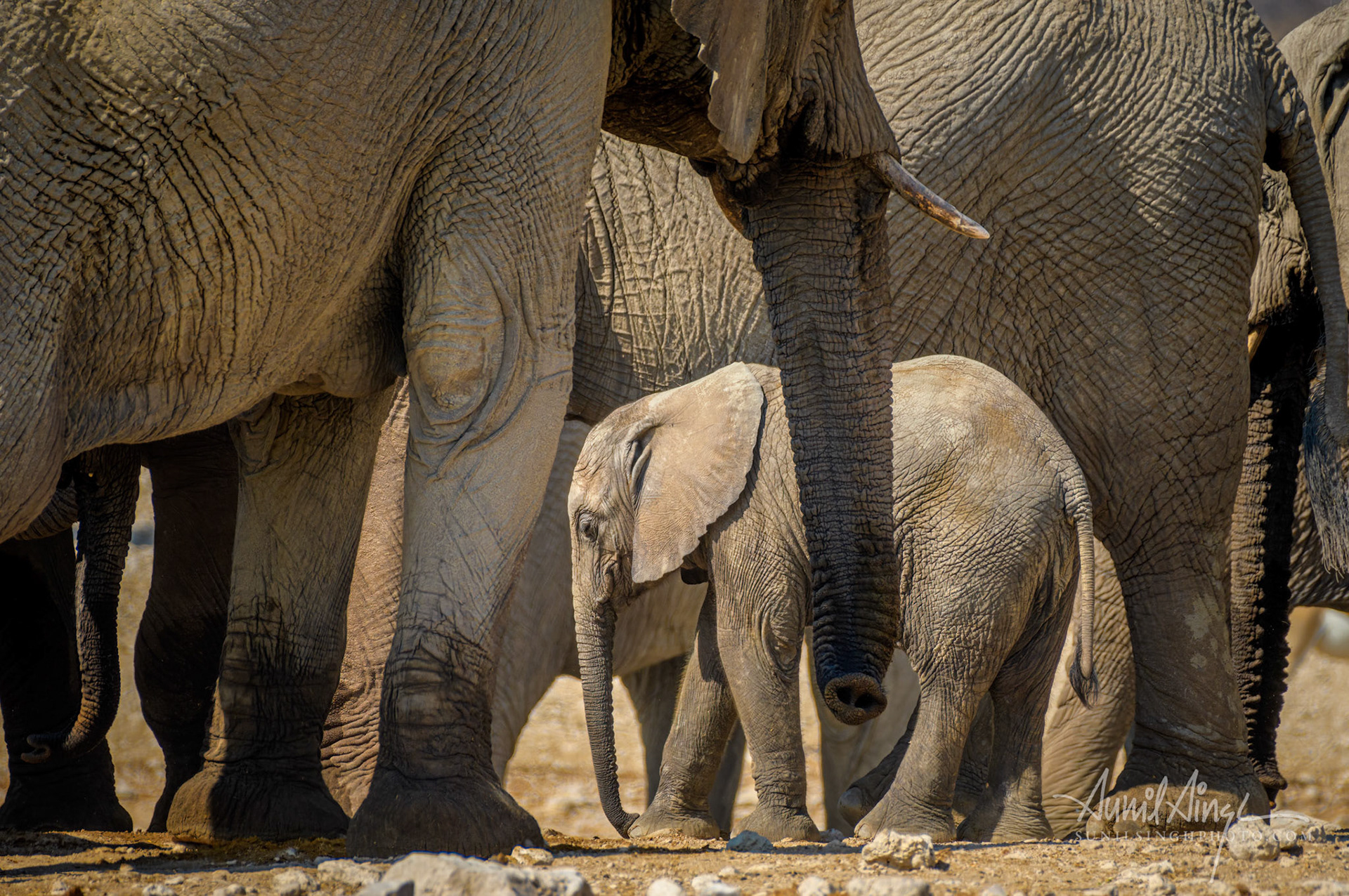 African Elephants, Etosha National park, Namibia