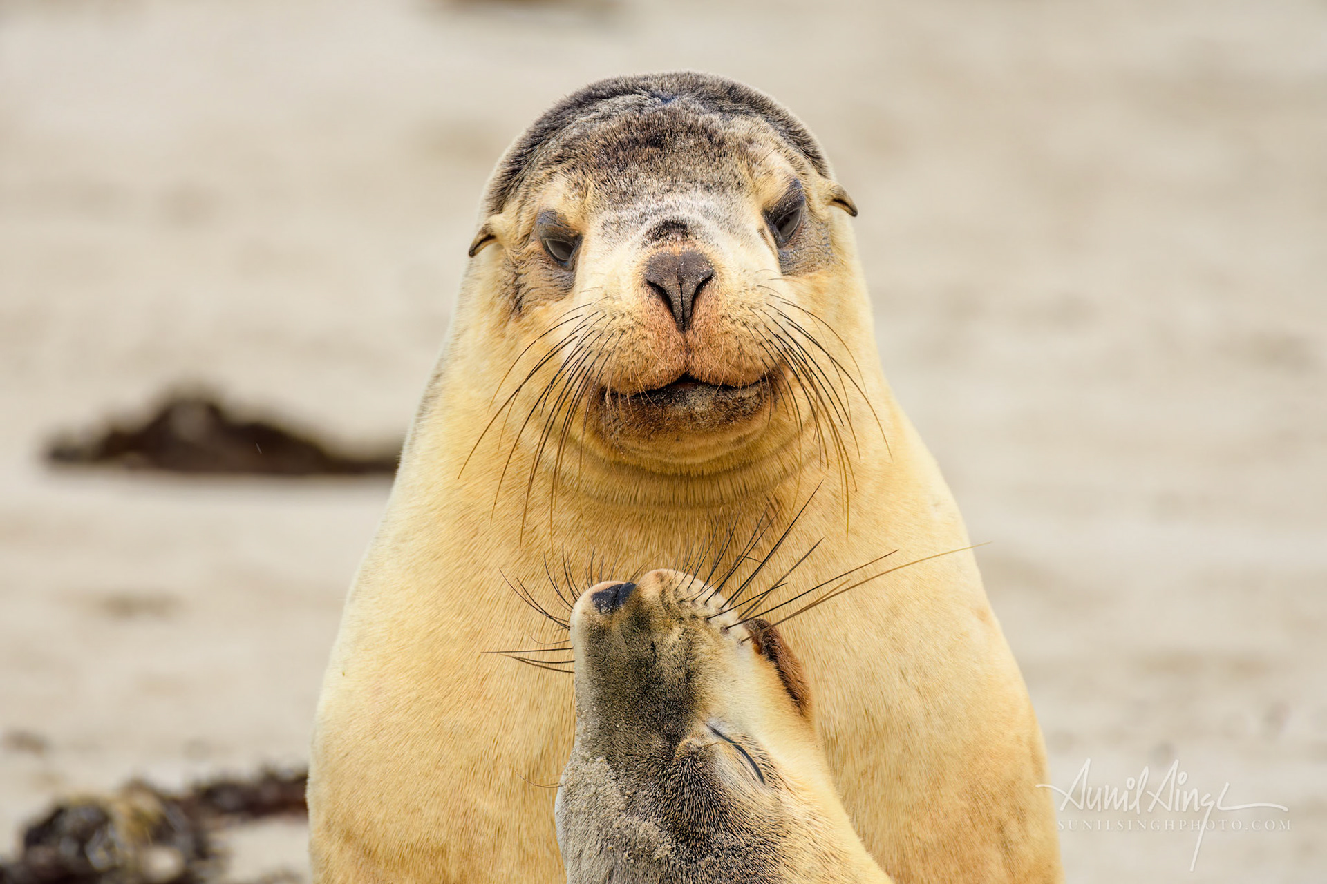 Australian Sea Lion, Seal Bay, Kangaroo Island, Australia