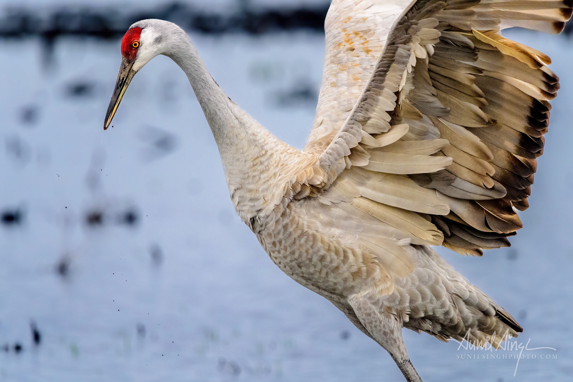 Sandhill Crane (Antigone canadensis), Woodbridge Ecological Reserve, California. USA