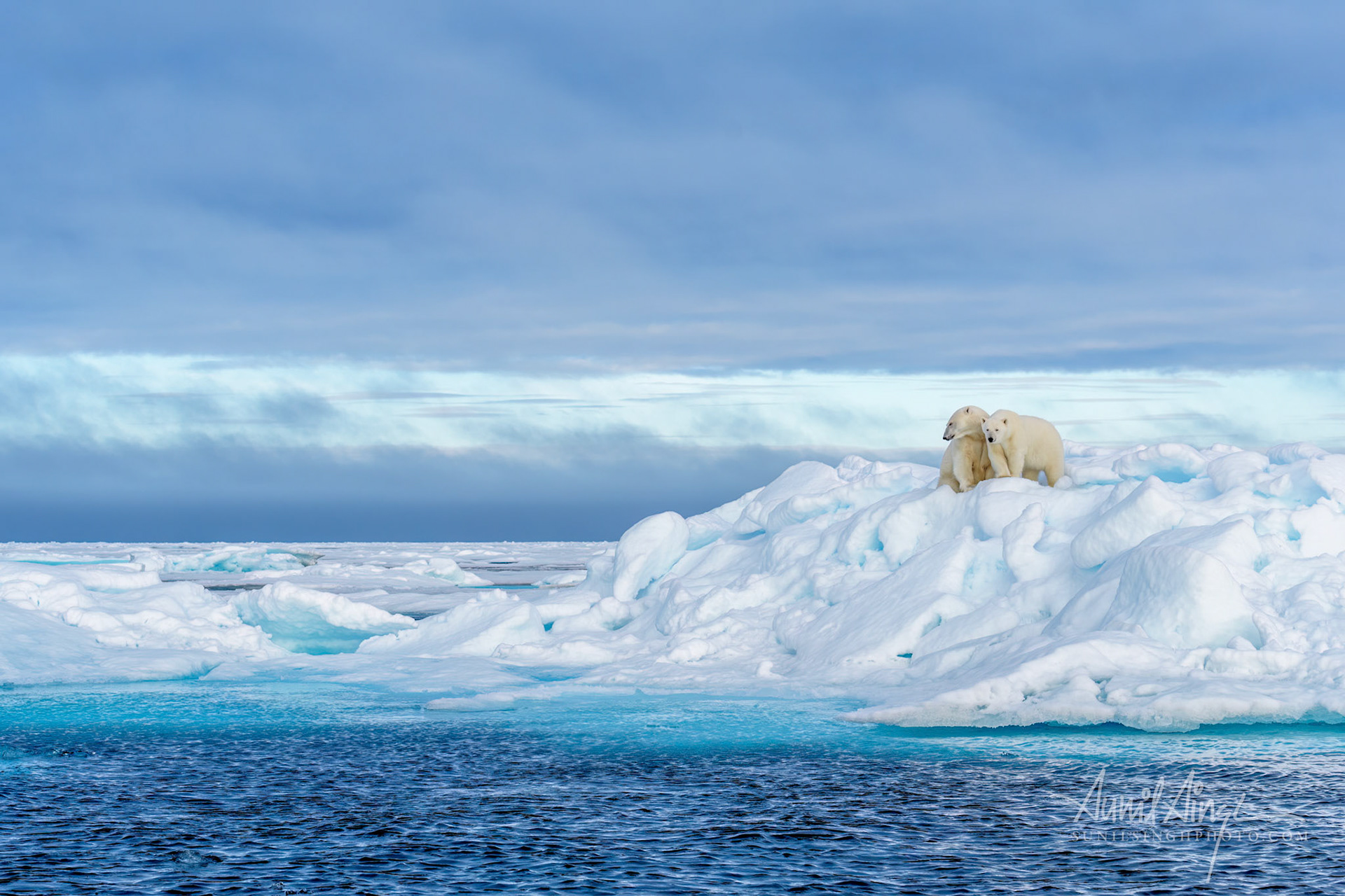 Polar Bear mother and daughter, Svalbard, Norway
