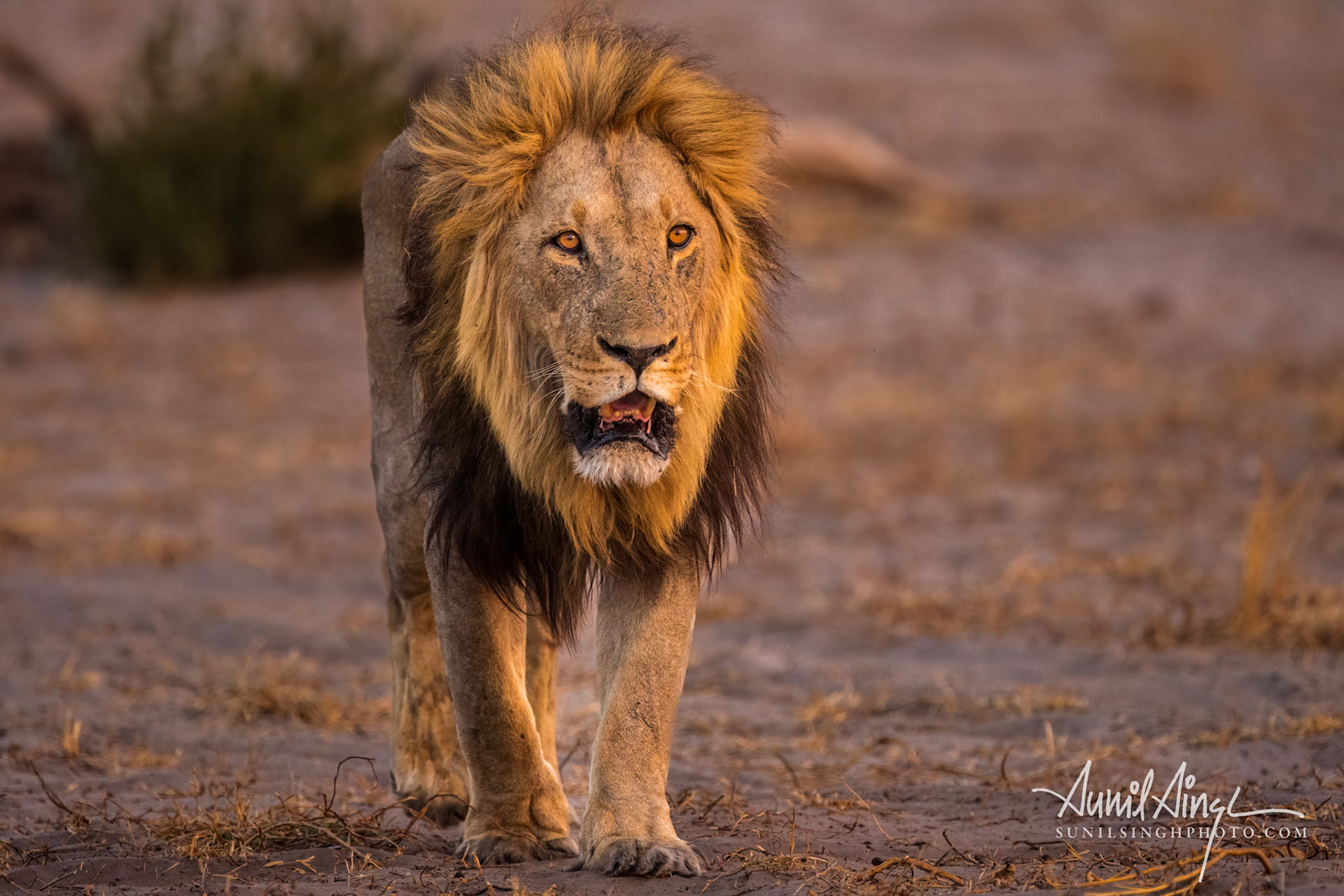 African Lion, Savuti - Chobe National Park