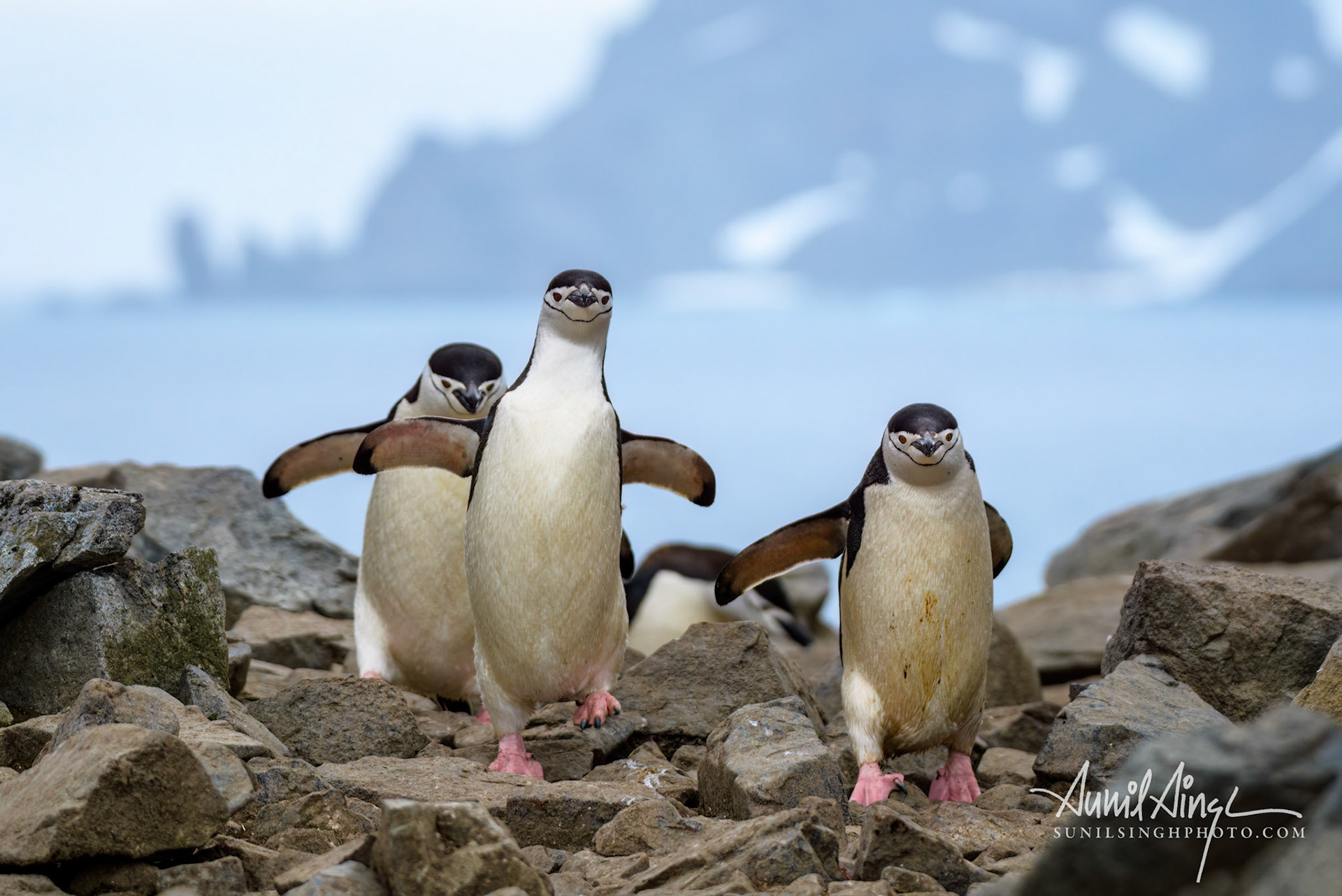 Chinstrap penguin (Pygoscelis antarcticus), Half Moon Island, Antarctica