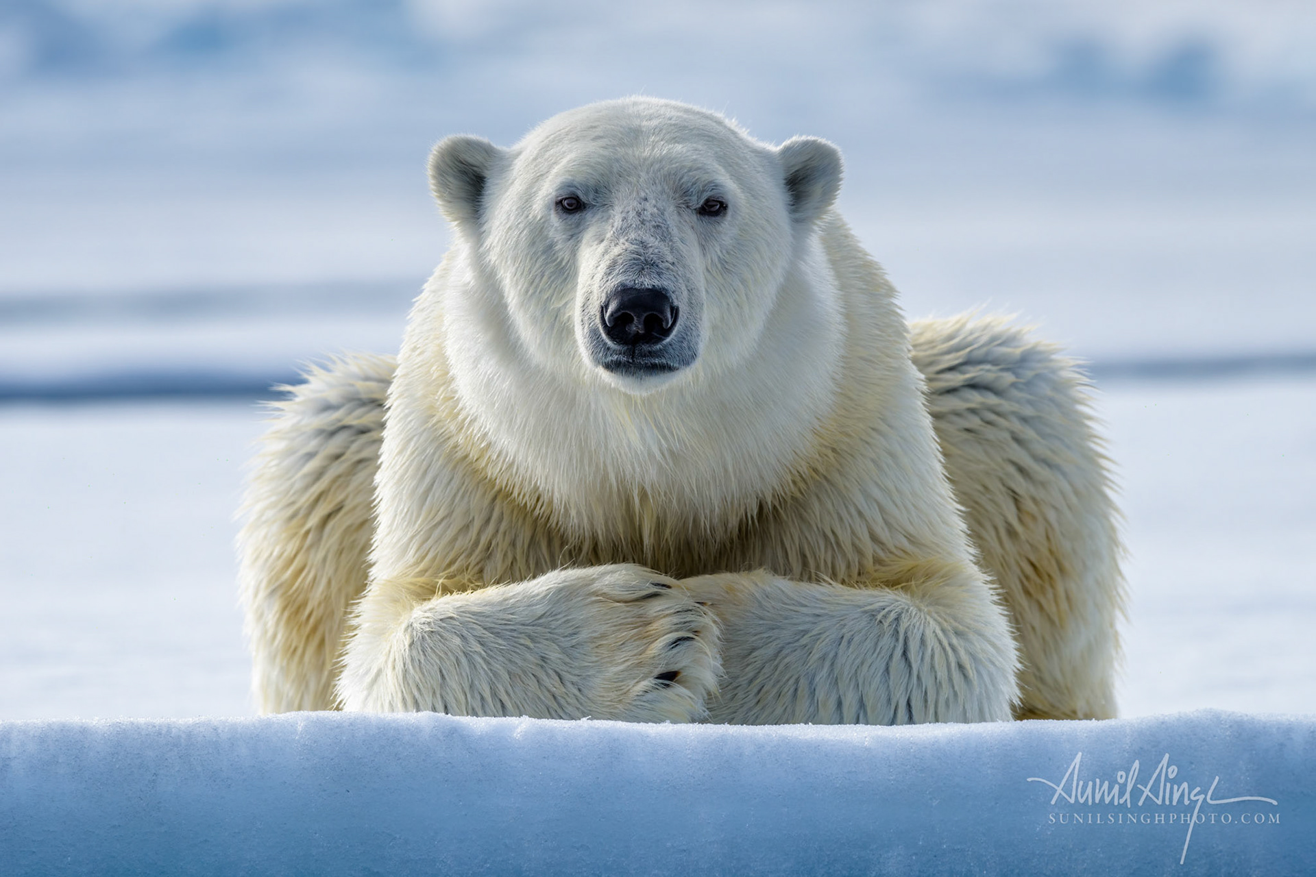 Polar Bear, Svalbard, Norway