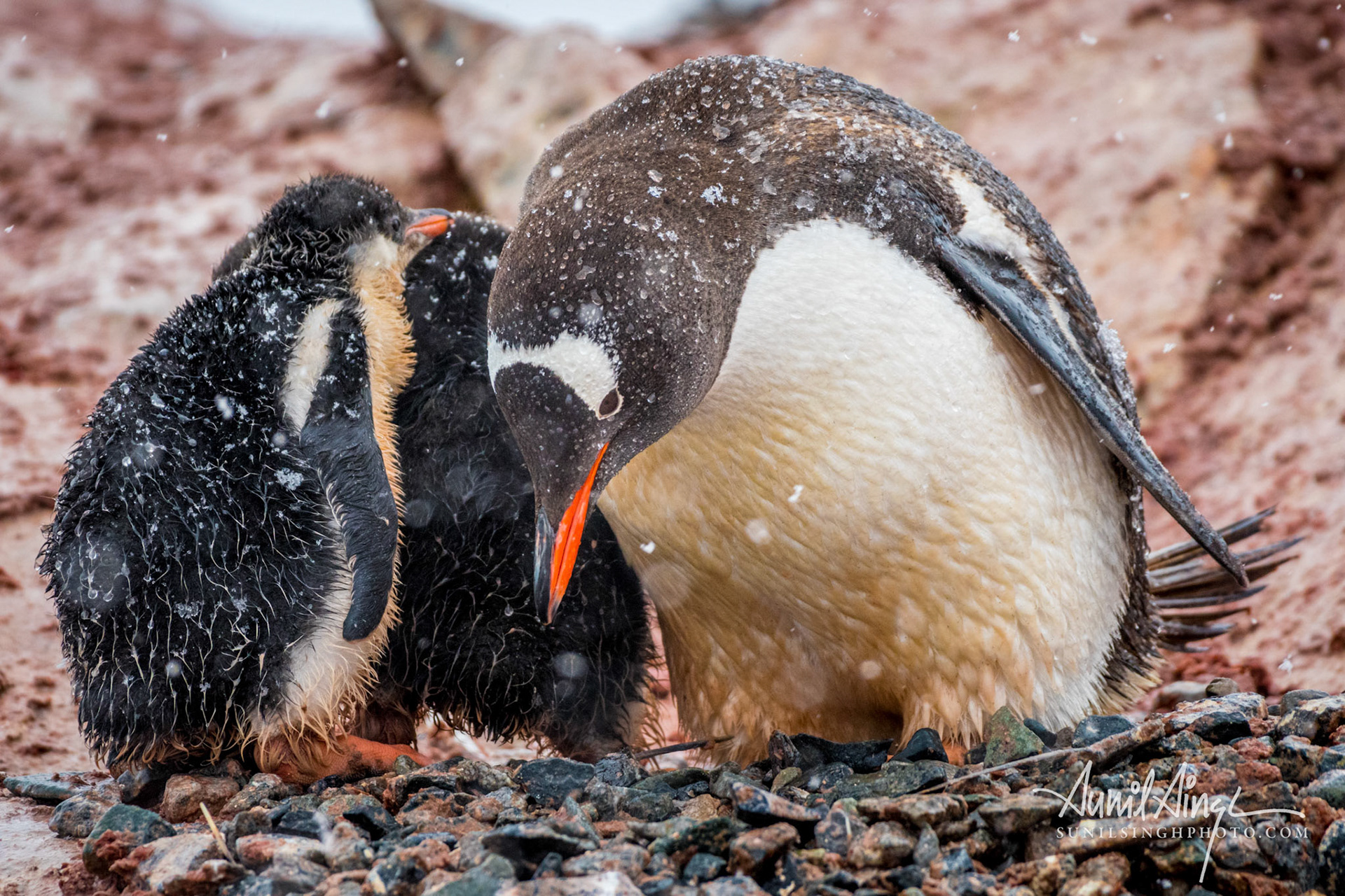 Gentoo penguin (Pygoscelis papua), Petermann Island, Antarctica