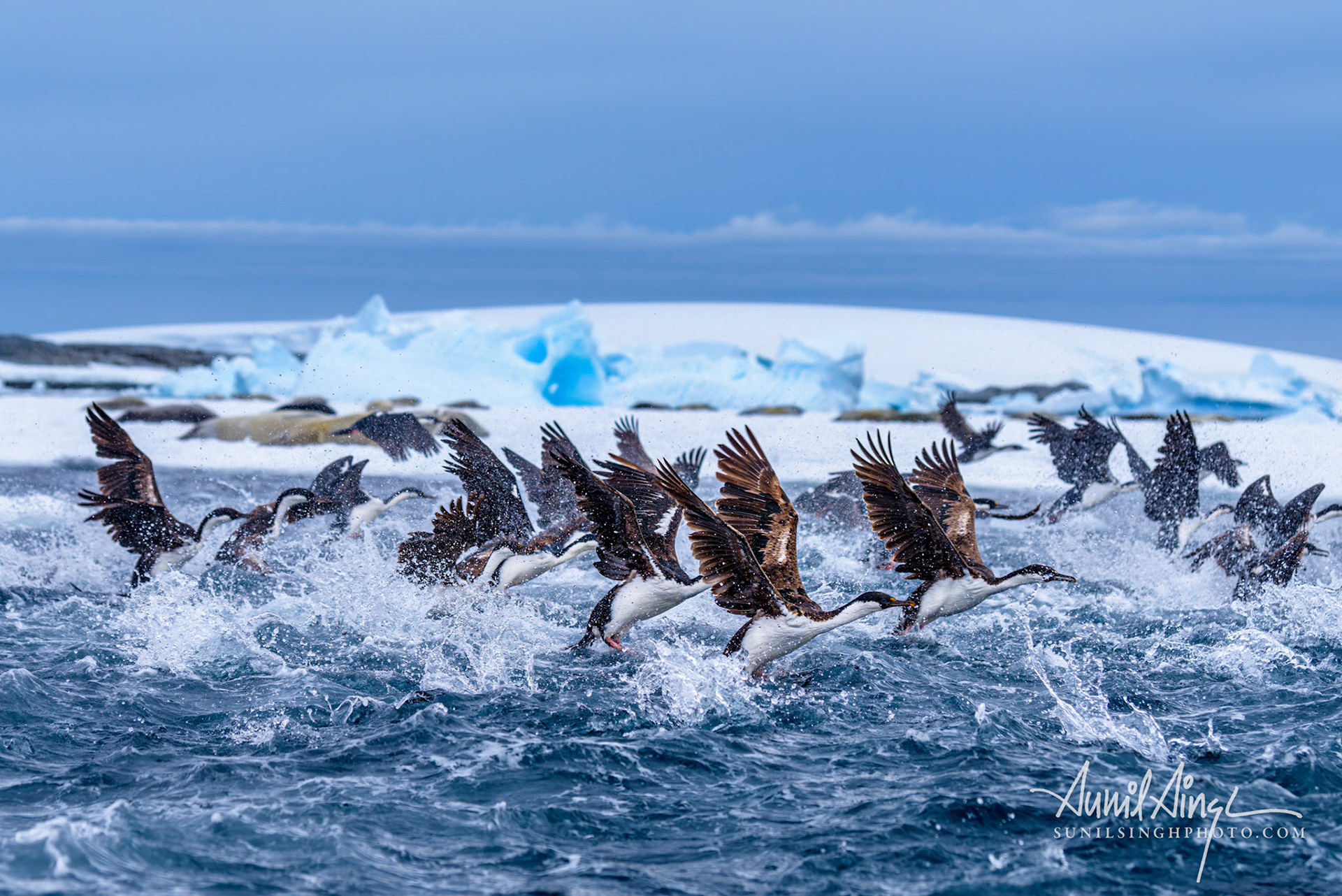 Antarctic shag (Leucocarbo bransfieldensis), Pleneau Island, Antarctica
