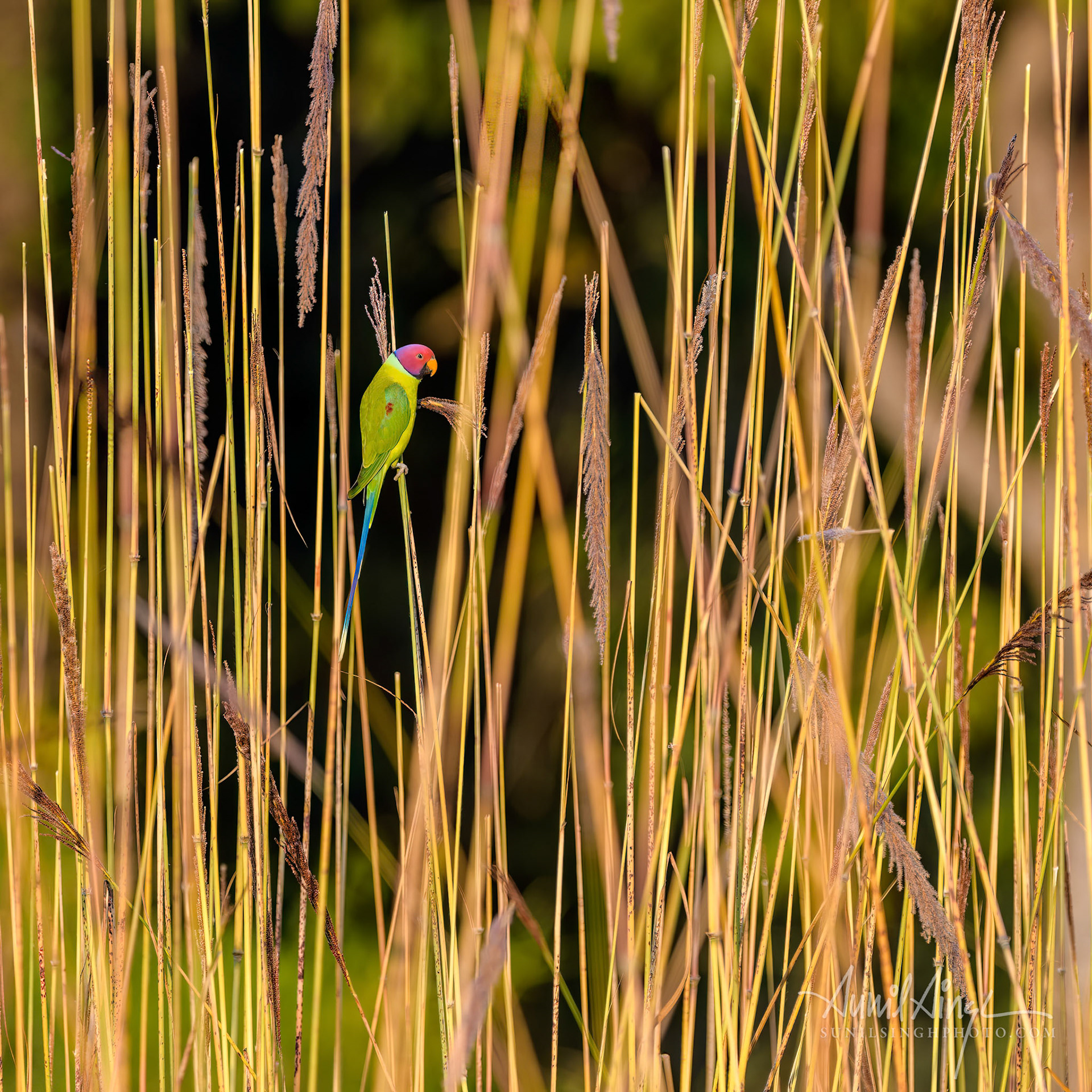 Plum-headed parakeet (Psittacula cyanocephala), Bandhavgarh National Park, Madhya Pradesh, India