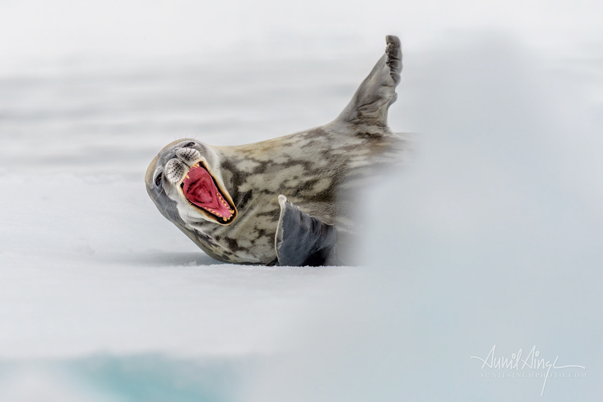 Weddell Seal, Antarctic Sound, Antarctica