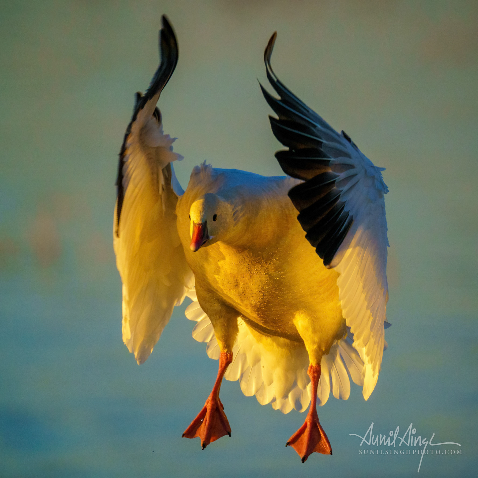 Ross's goose, Colusa, CA, USA