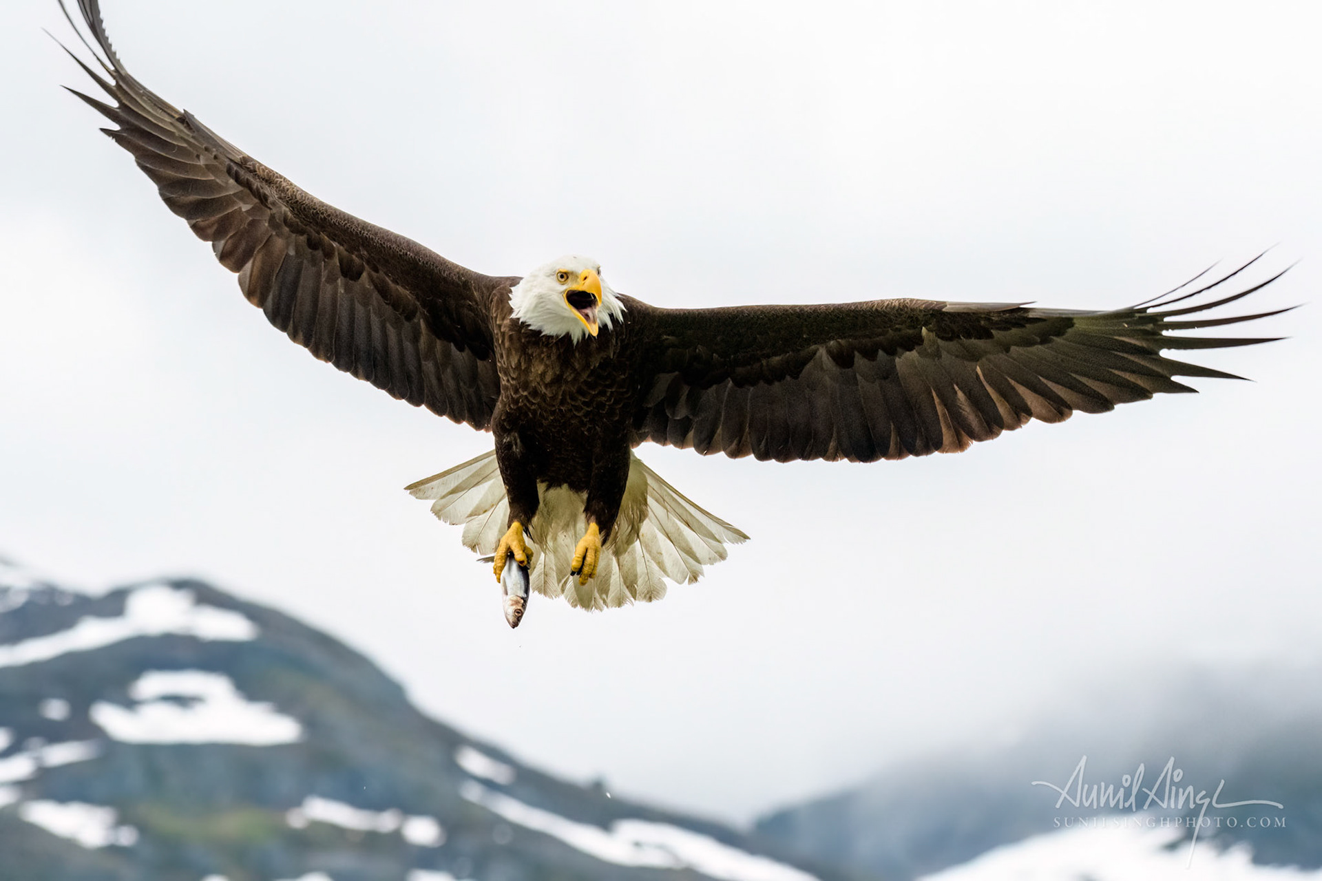 Bald eagle (Haliaeetus leucocephalus), Valdez, Alaska