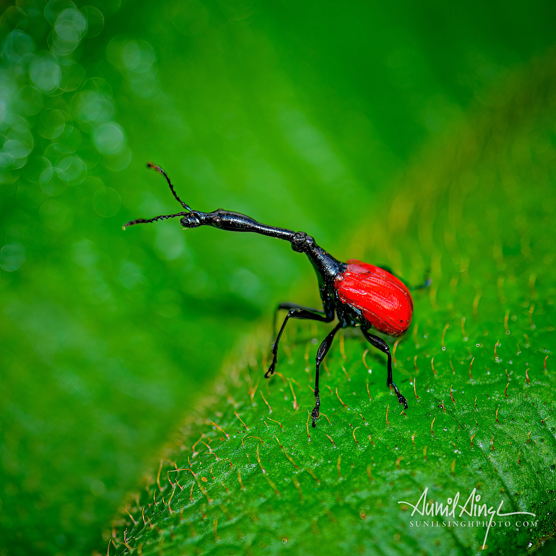 Giraffe weevil, Ranomafana National Park, Madagascar