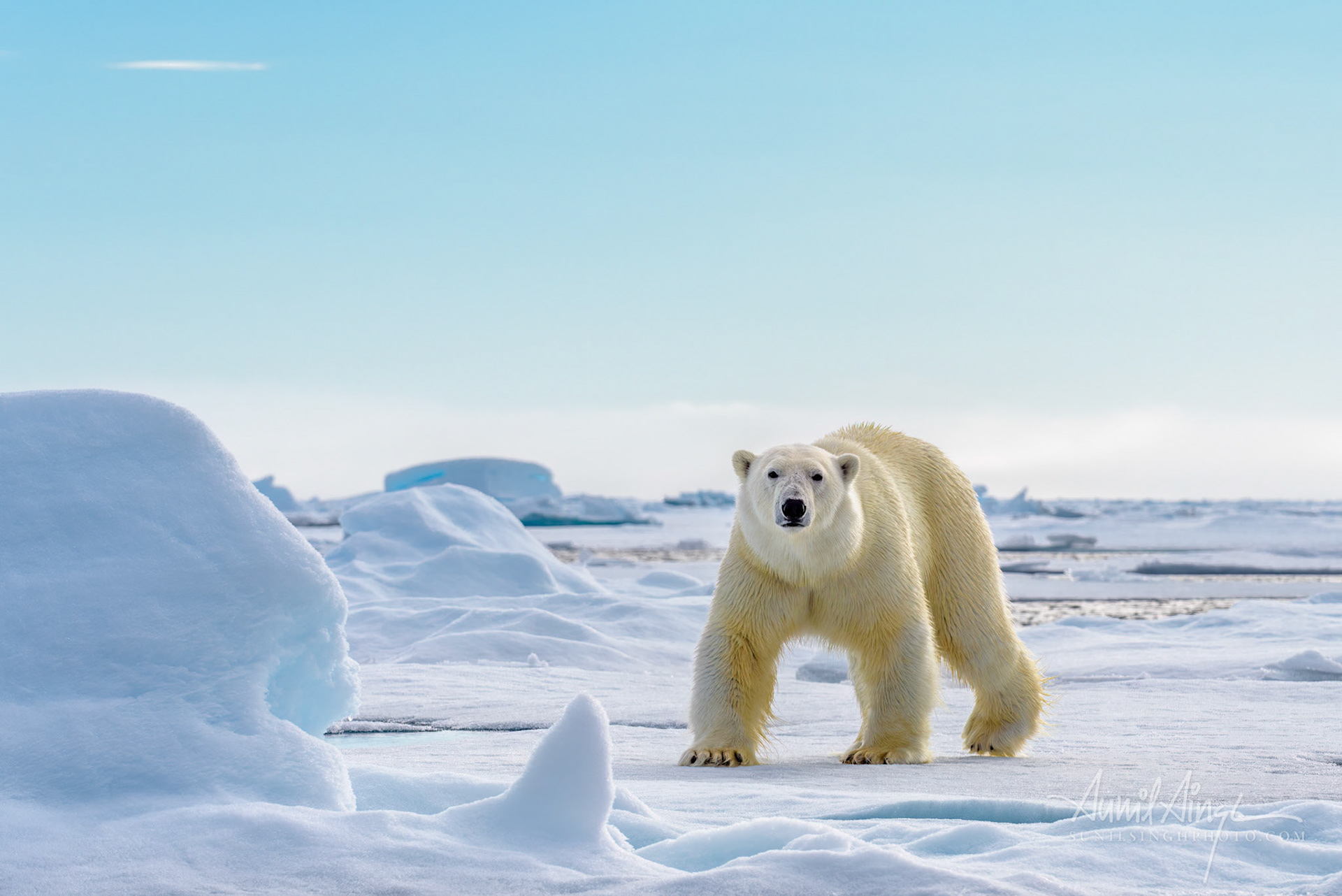 Polar Bear, Svalbard, Norway