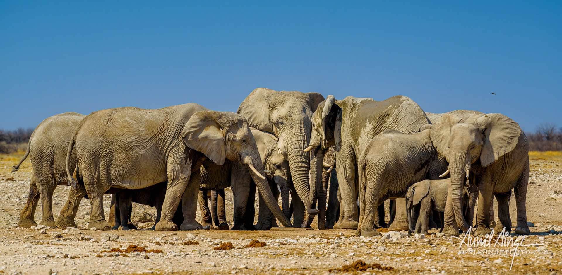 Elephants, Etosha, Namibia