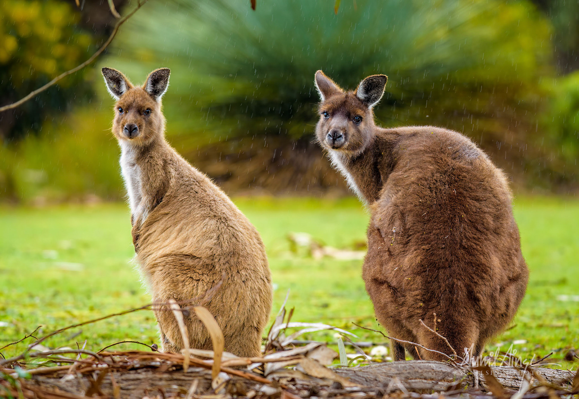 Kangaroo Island Kangaroo (Macropus fuliginosus fuliginosus), Kangaroo Island, Australia