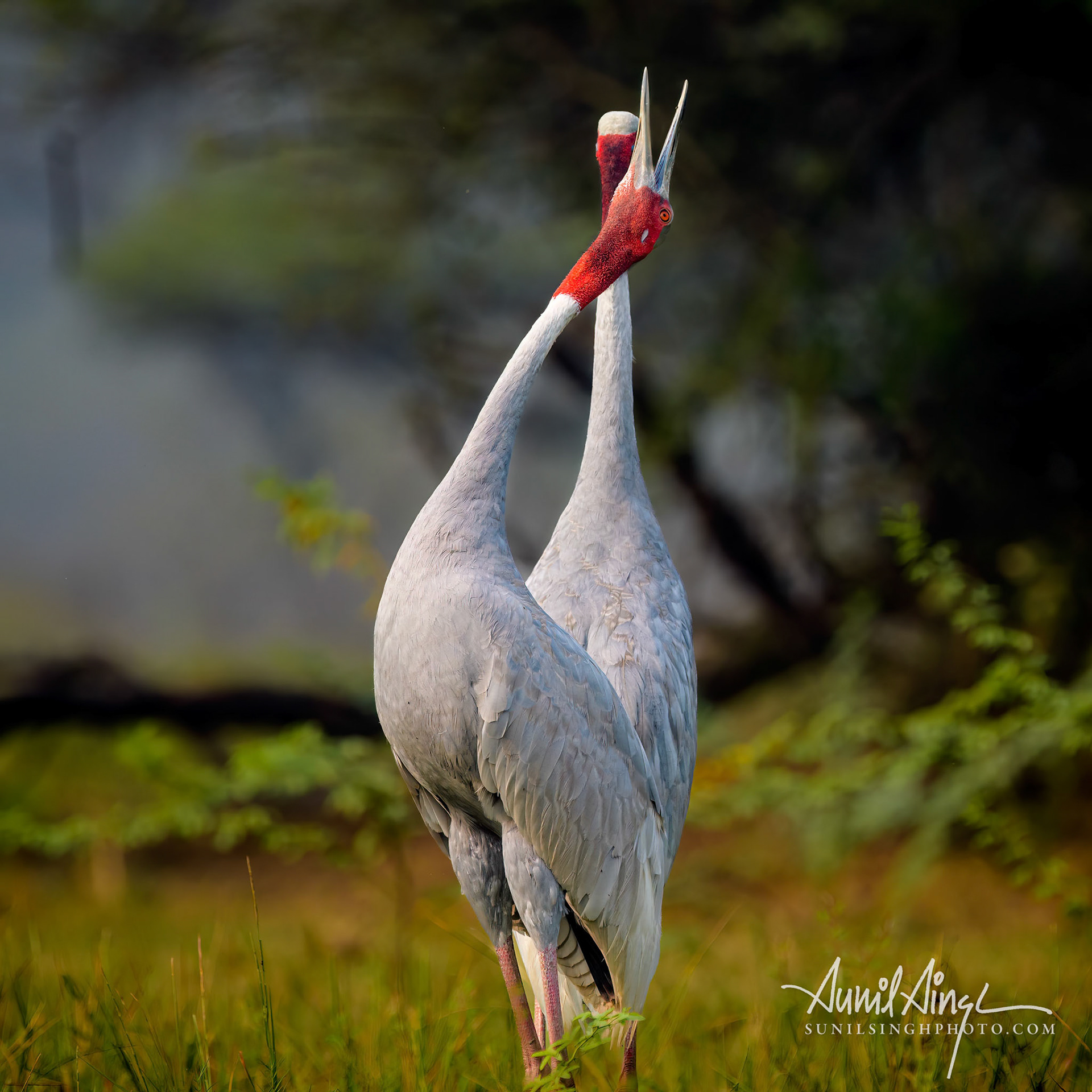 Sarus crane (Antigone antigone), Keoladeo Ghana National Park (Bharatpur Bird Sanctuary), India