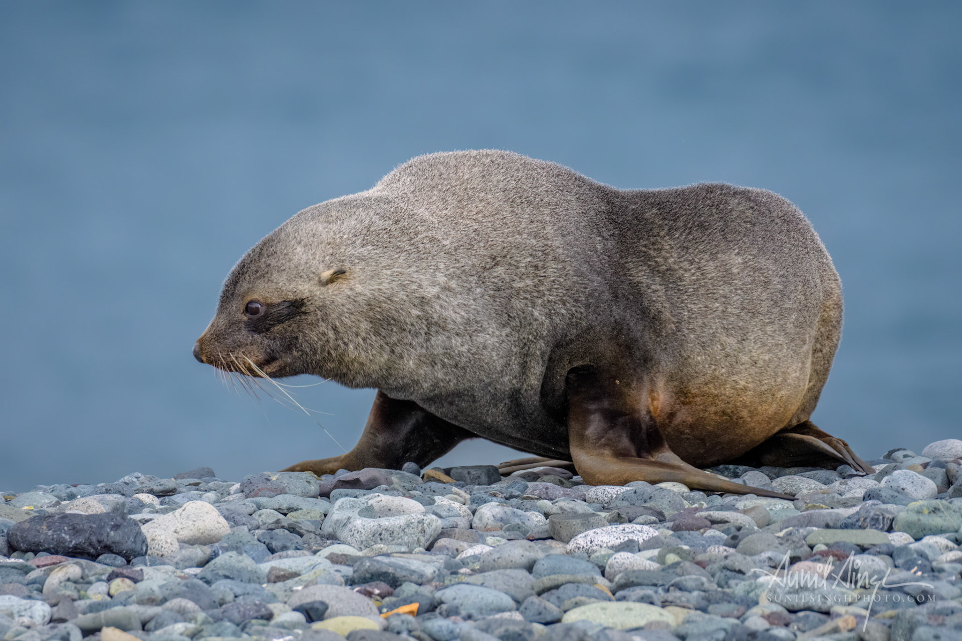 Antarctic fur seal, Yankee Harbor, Antarctica