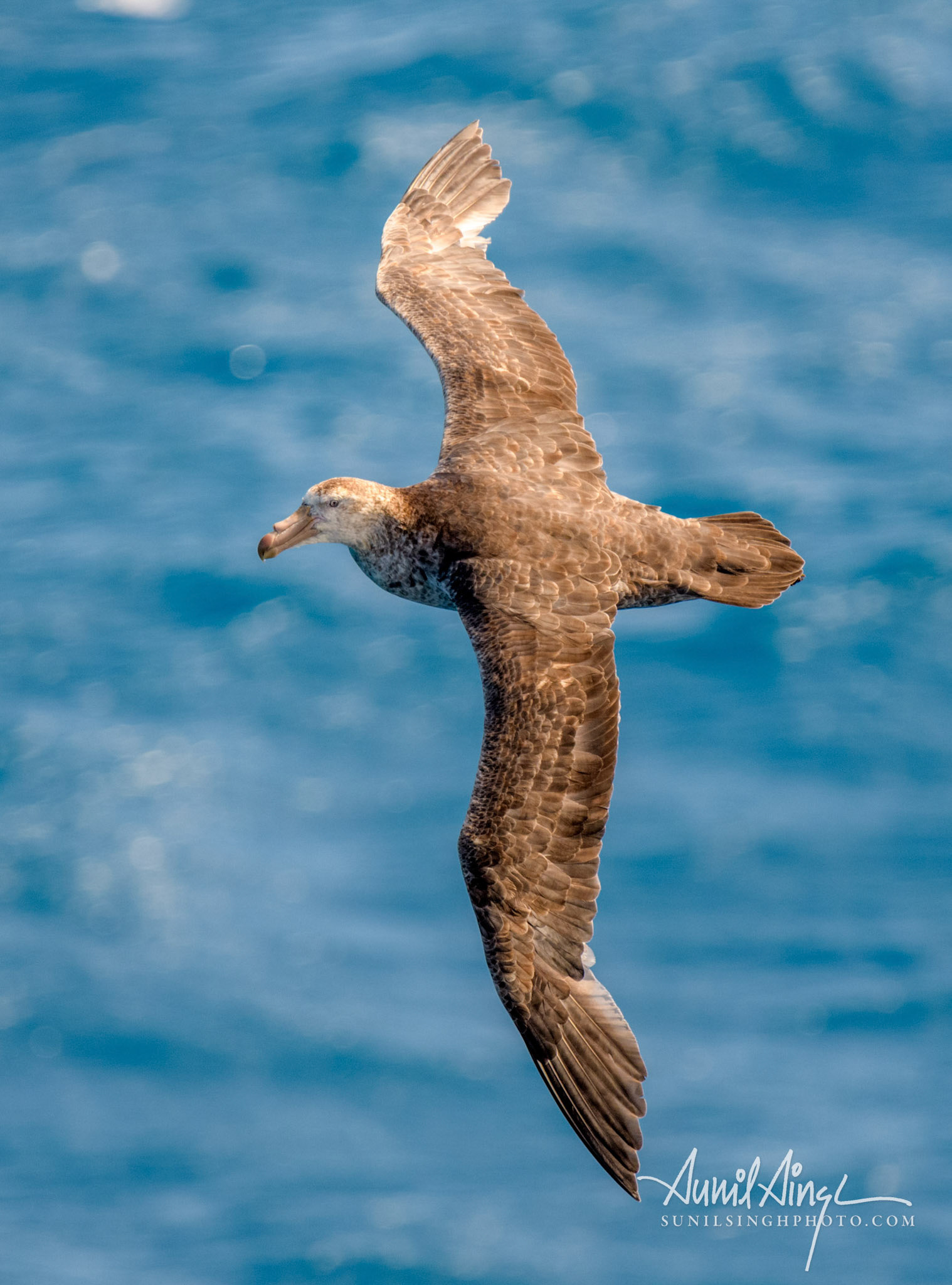 Southern giant petrel (Macronectes giganteus), Drake Passage, Antarctica