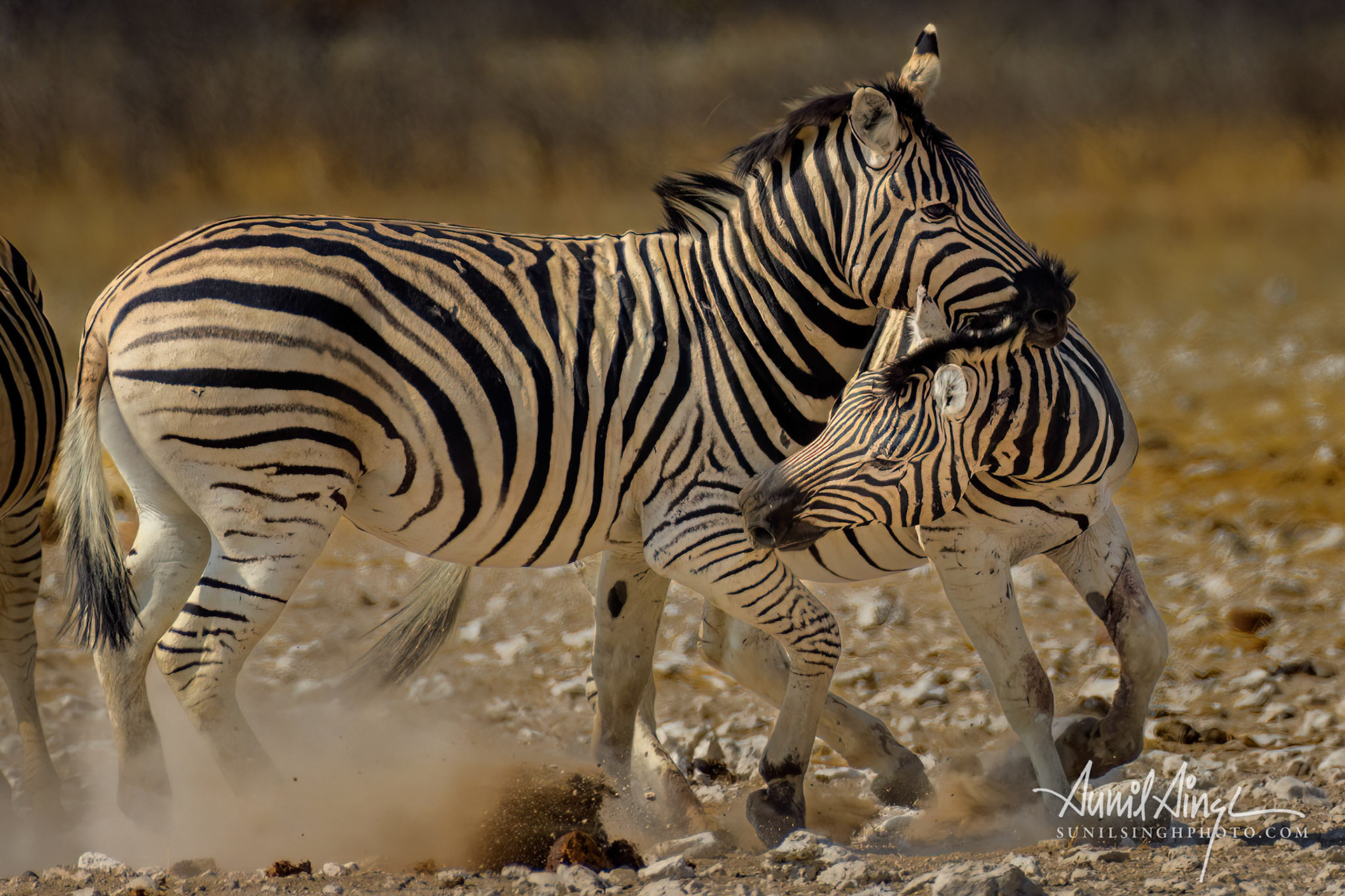 Burchell's zebra, Etosha, Namibia