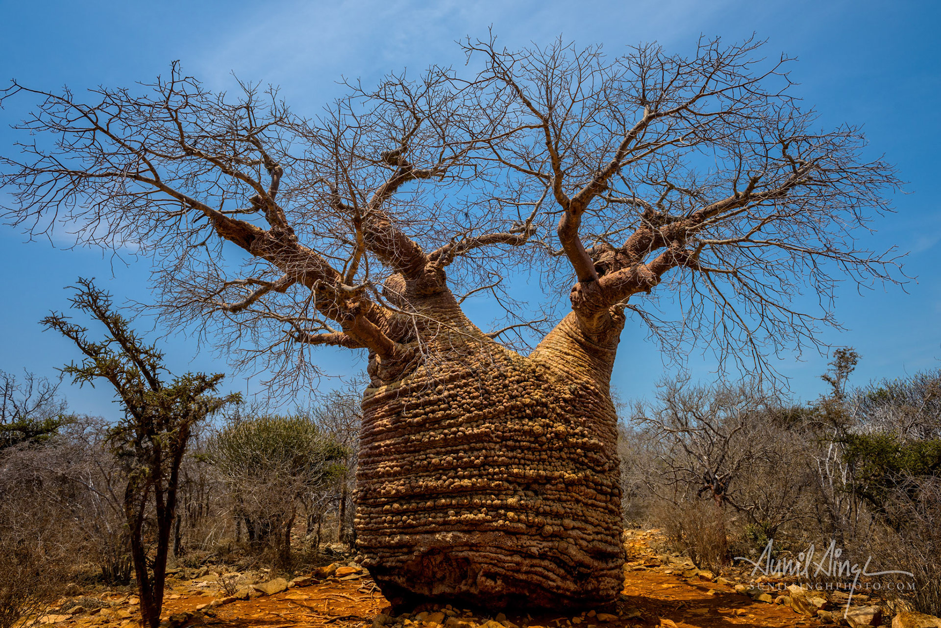 Baobab tree, Tsimanampetsotsa National Park, Madagascar