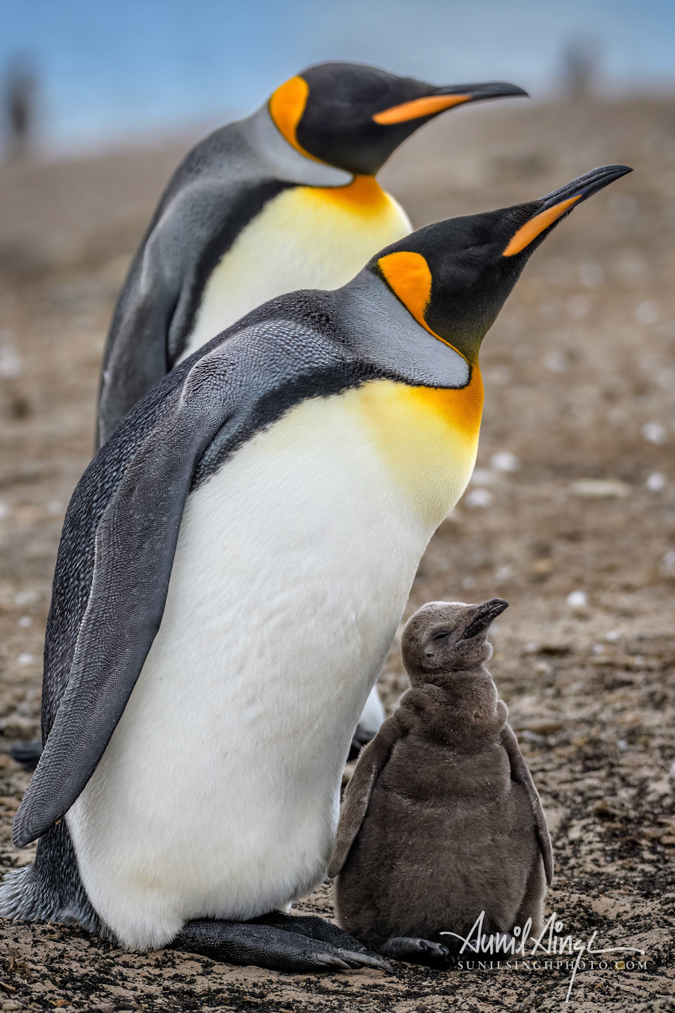 King penguins (Aptenodytes patagonicus), Saunders Island, Falkland Islands