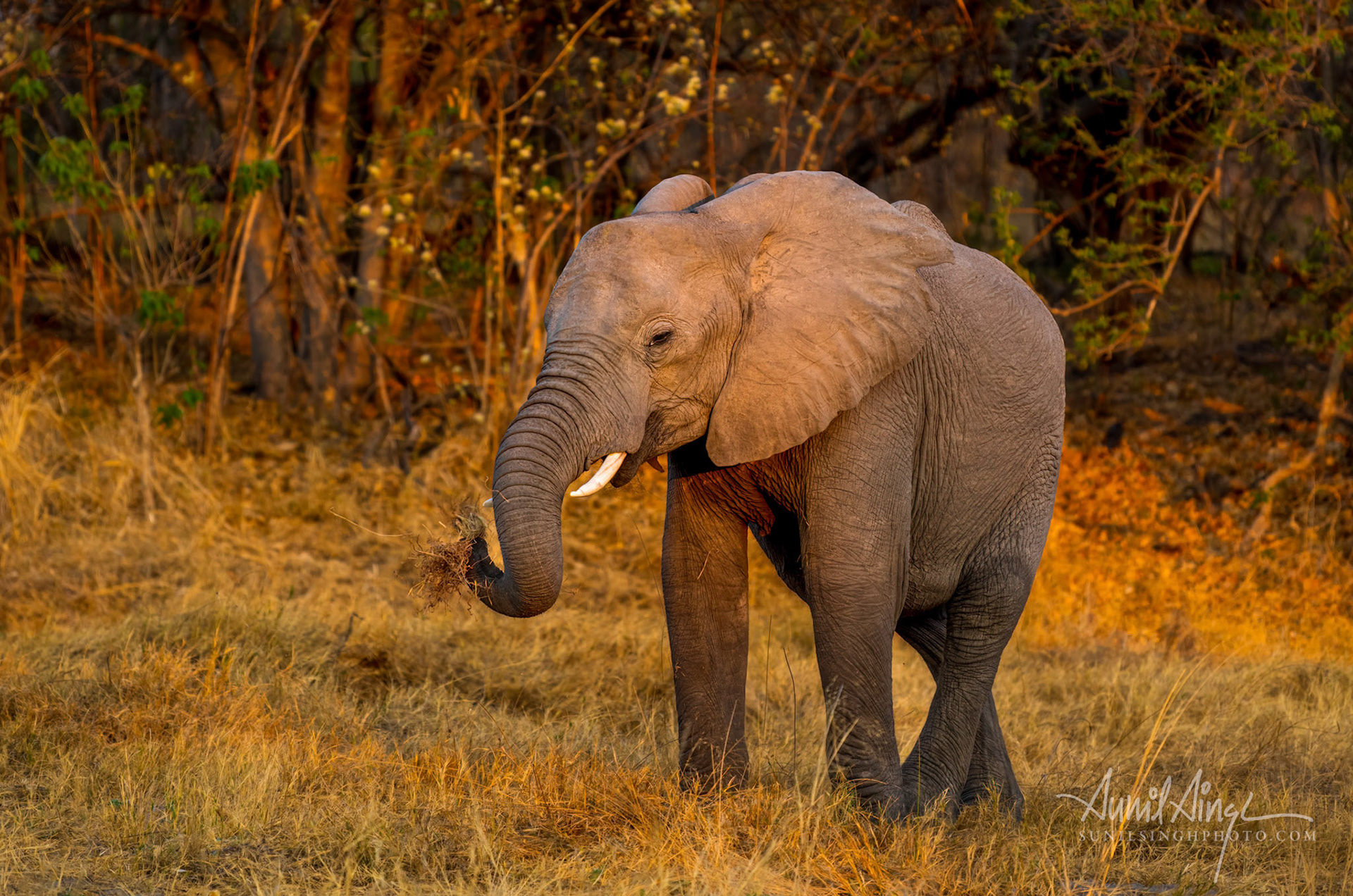 African Elephant, Savuti - Chobe National Park