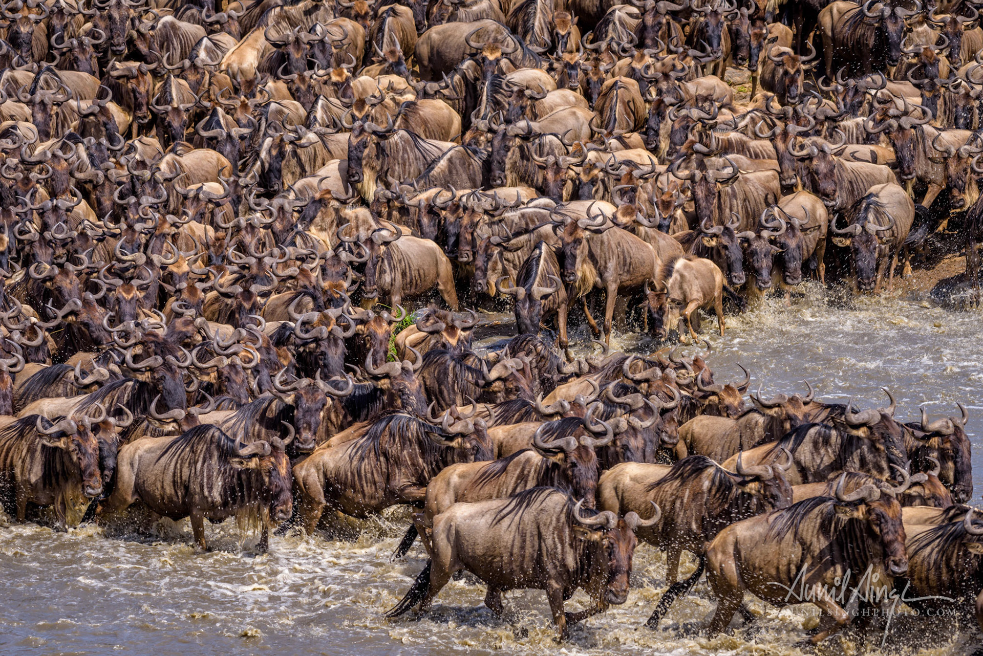 The great migration: Wildebeest, Masai Mara, Kenya
