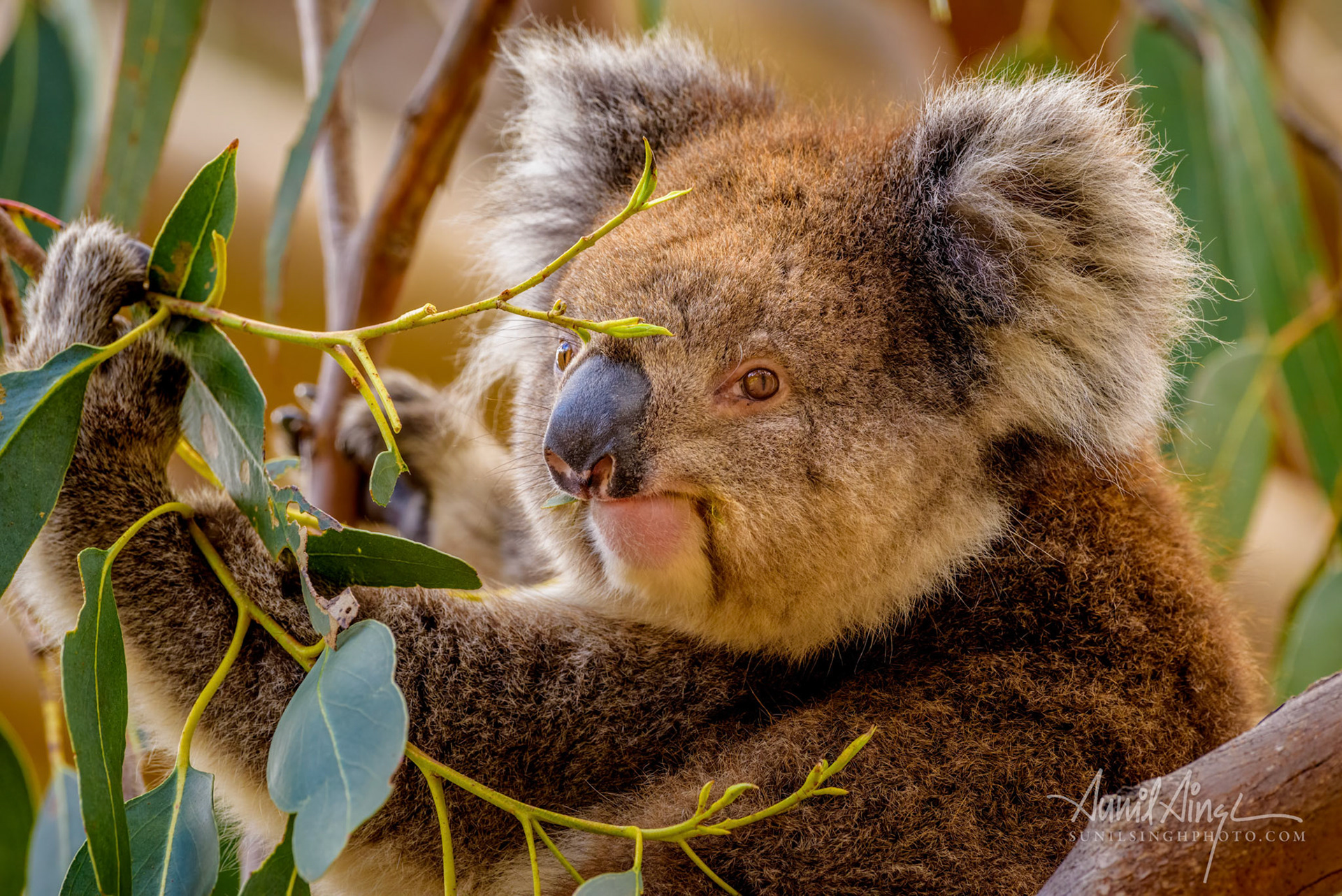 Hanson Bay Wildlife Sanctuary, Kangaroo Island