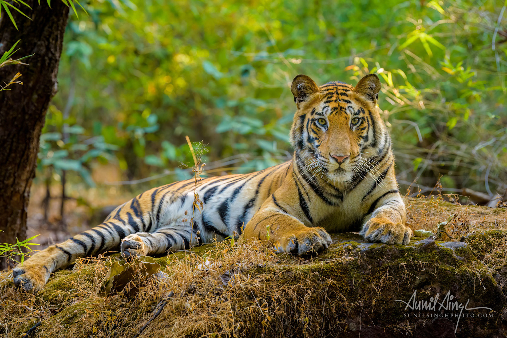 Bengal Tiger, Bandhavgarh National Park, Madhya Pradesh