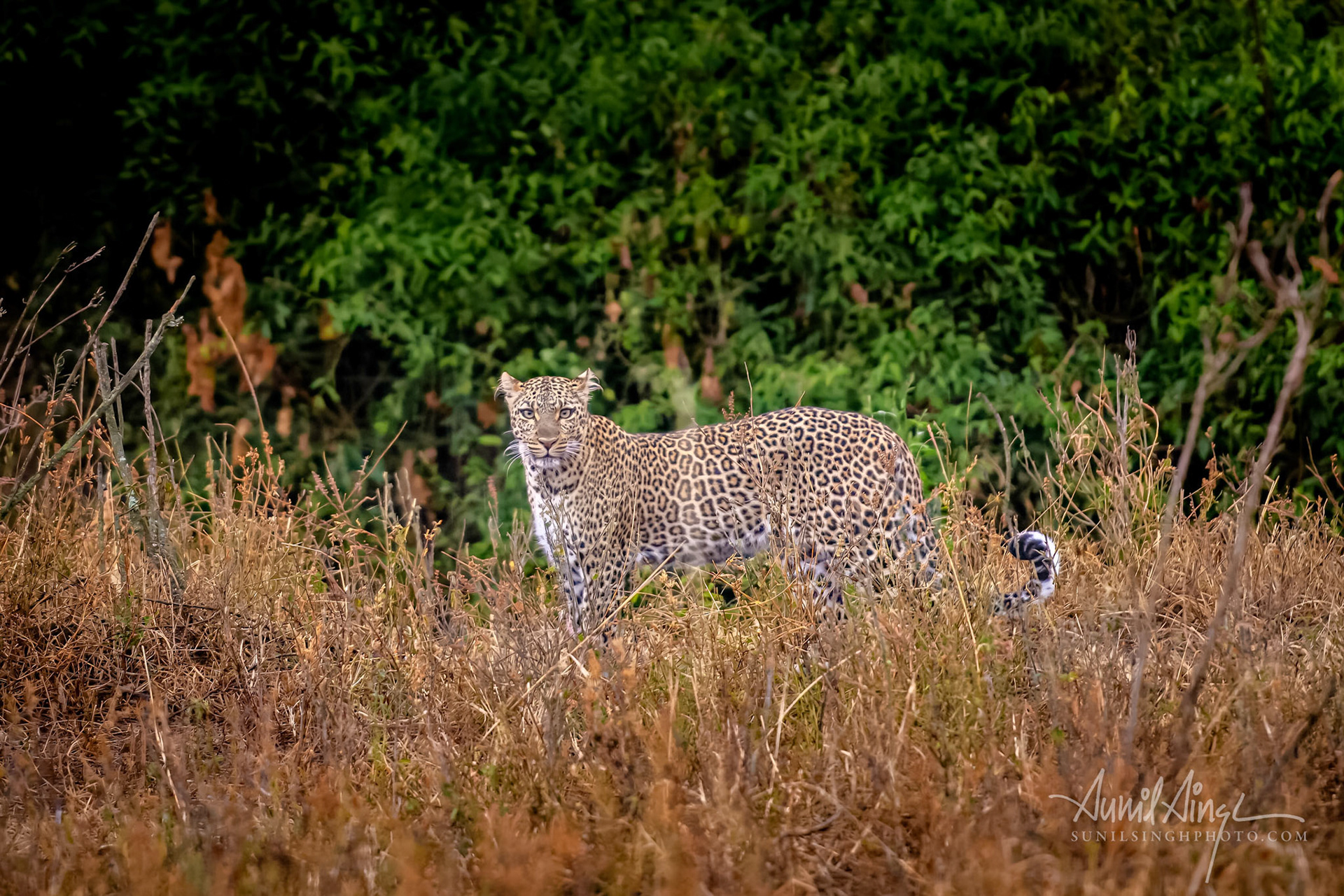 Female African Leopard, Ol Kinyei Conservancy, Kenya