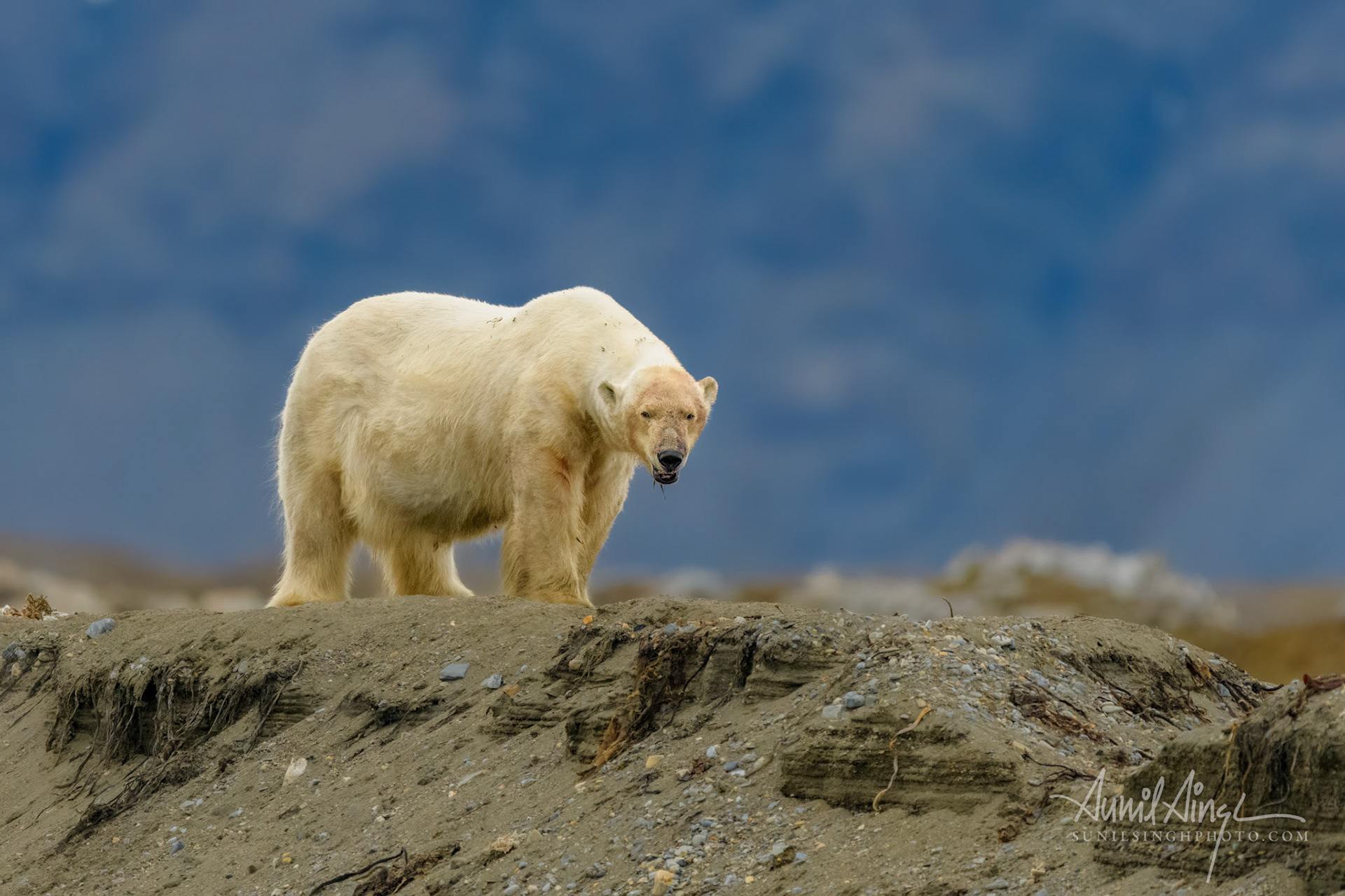 Polar Bear, Svalbard, Norway