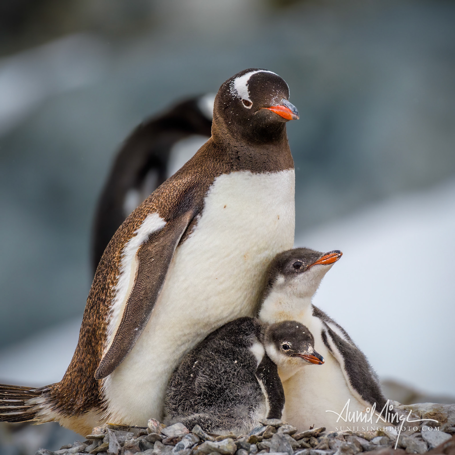 Gentoo penguin (Pygoscelis papua), Cuverville Island, Antarctica