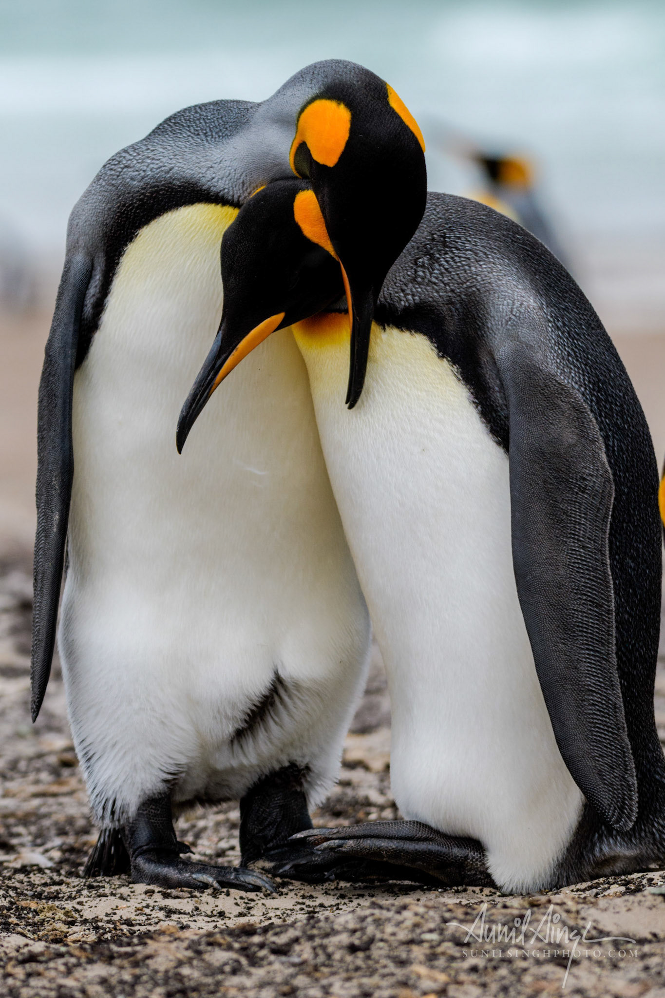 King penguins (Aptenodytes patagonicus), Saunders Island, Falkland Islands