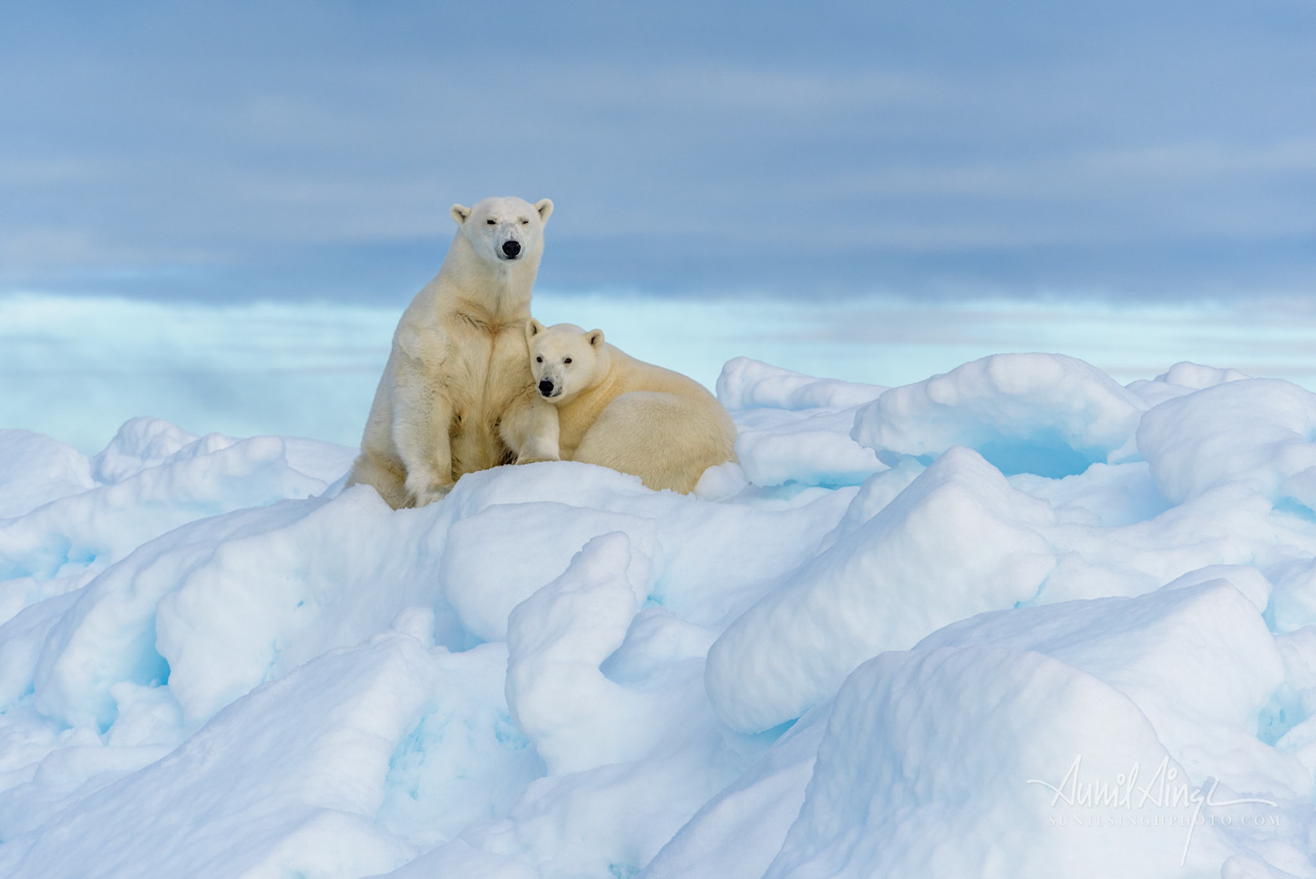 Polar Bear mother and cub, Svalbard, Norway
