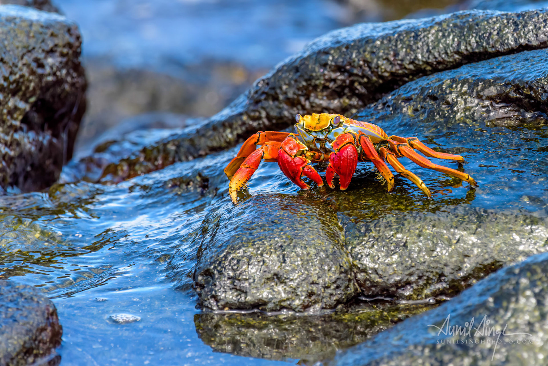 Sally Light-foot crab, Galapagos, Ecudor
