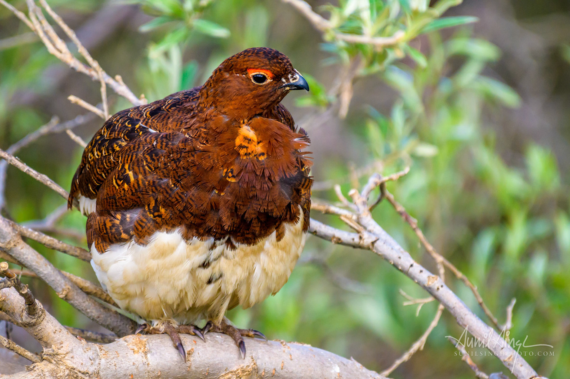 Willow ptarmigan (Lagopus lagopus), Denali National Park, Alaska