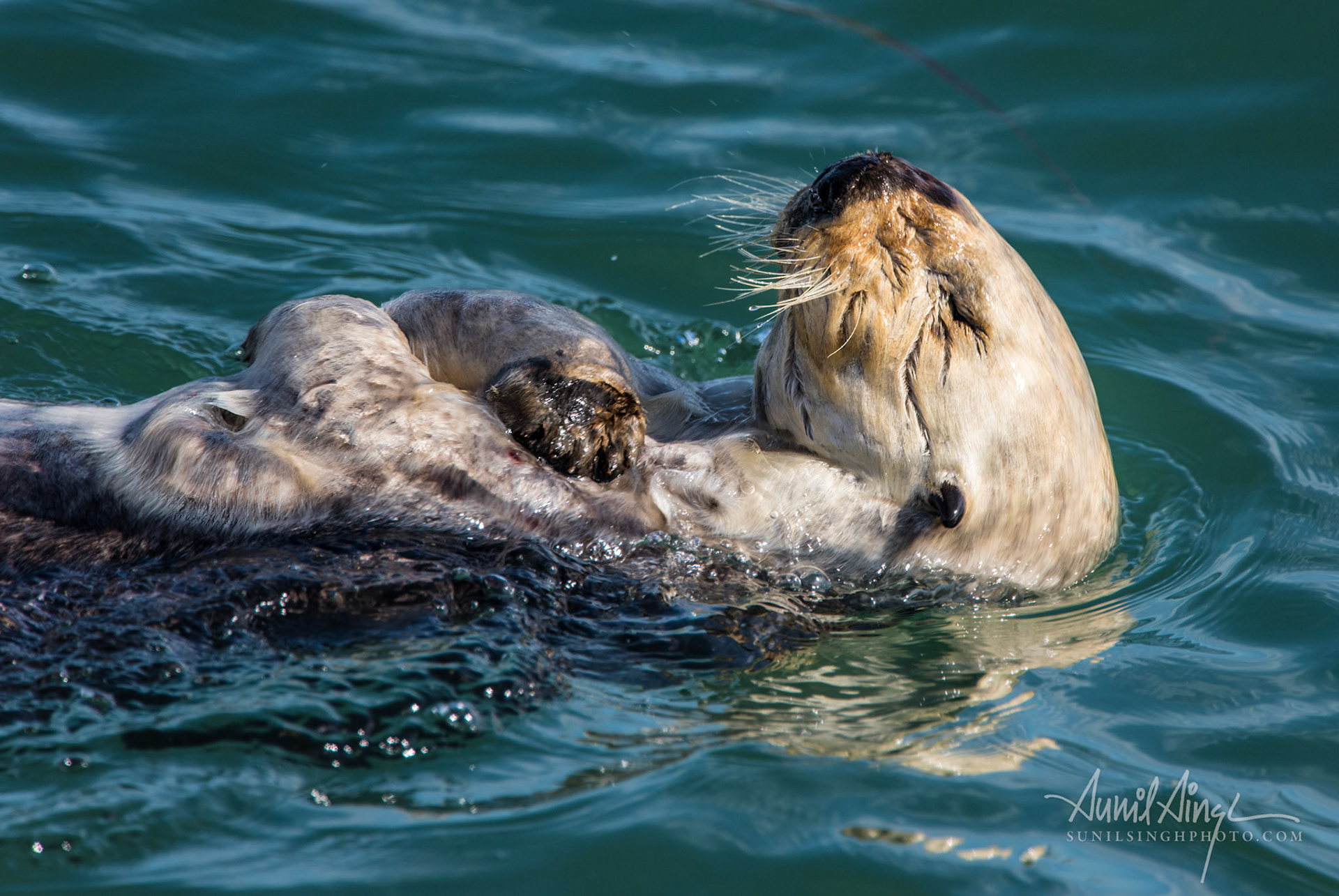 Sea Otter, Moss Landing, CA, USA