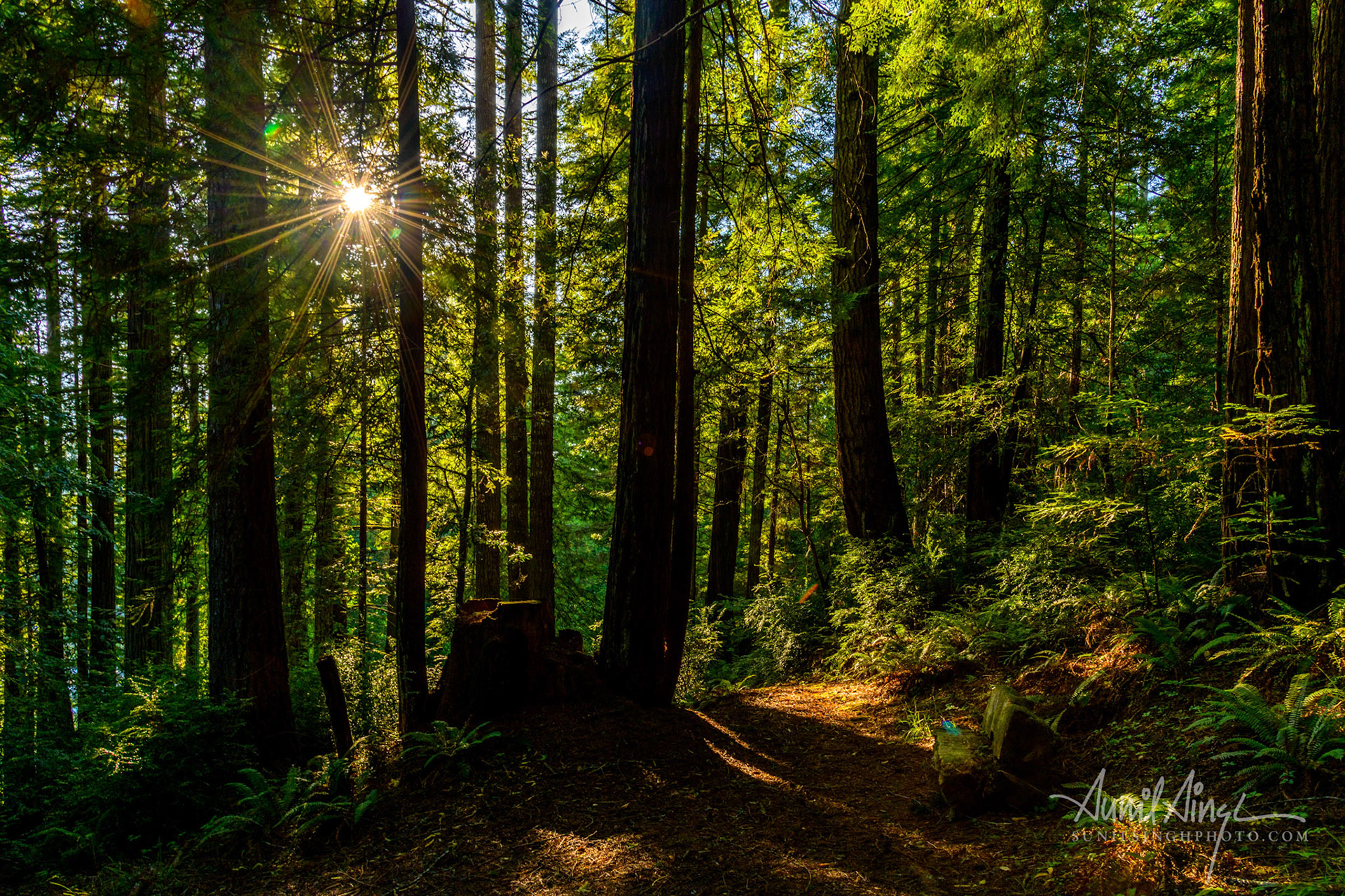 Redwoods, Avenue of the giants, CA, USA