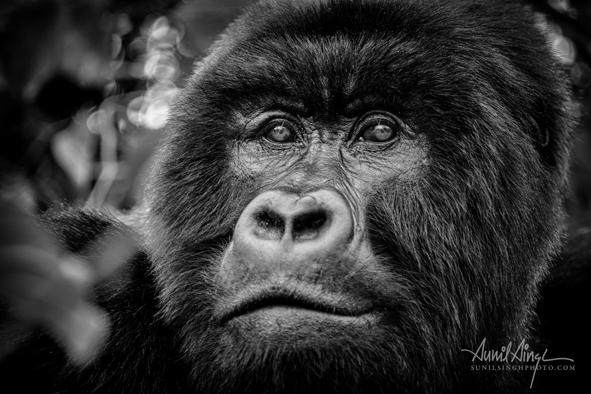 Silverback Mountain Gorilla, Volcanoes National Park, Rwanda
