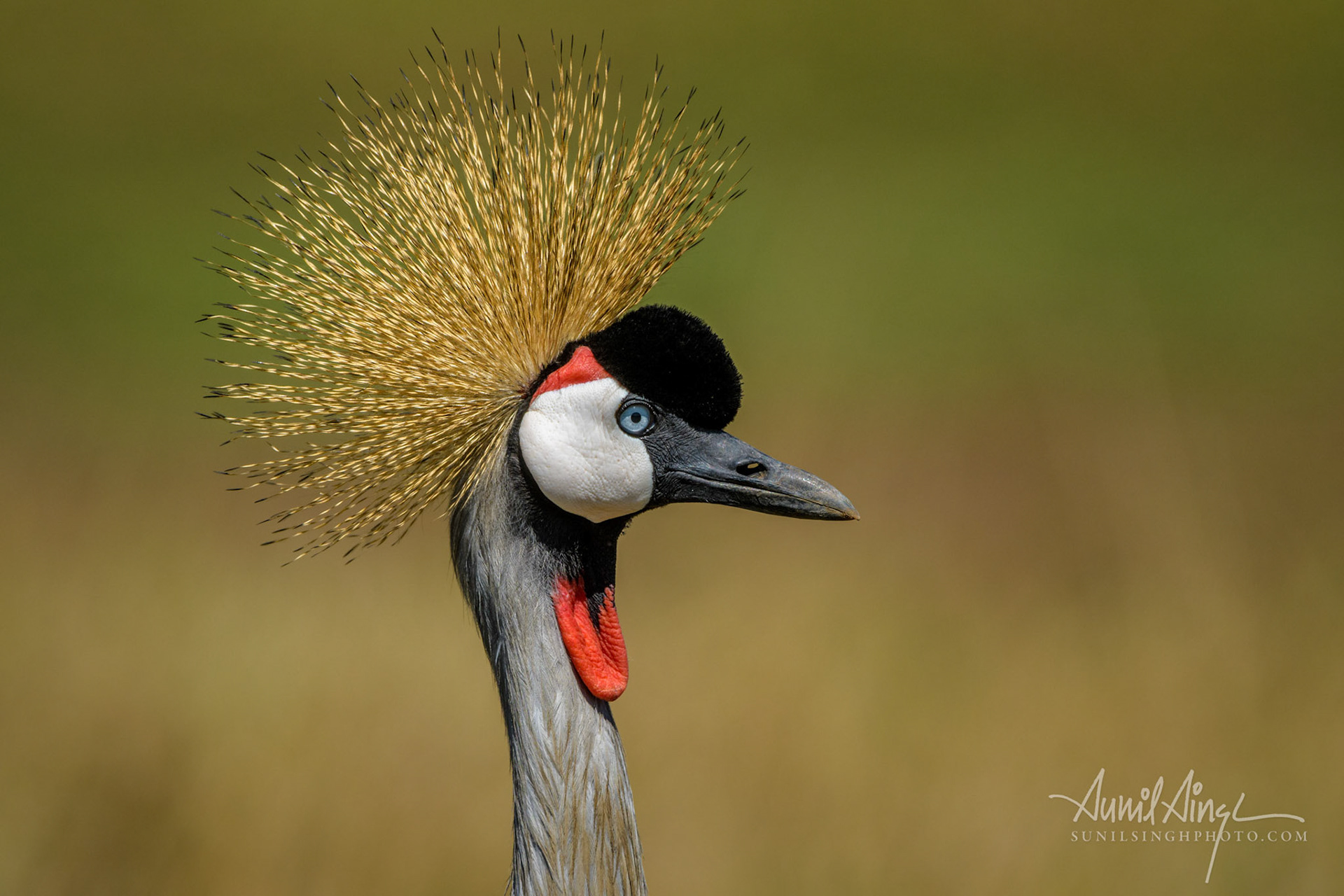 Grey crowned crane, Ol Pejeta Conservancy, Kenya