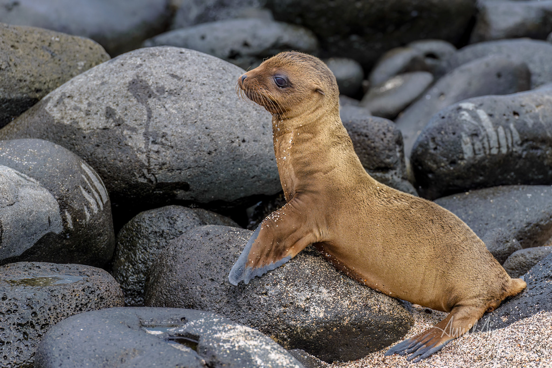 Sea Lion Pup, Galapagos, Ecudor