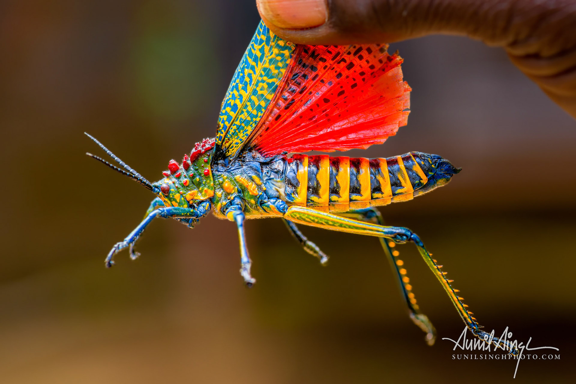 Rainbow Milkweed Locust, Phymateus saxosus, Peyrieras Nature reserve, Marazevo, Madagascar
