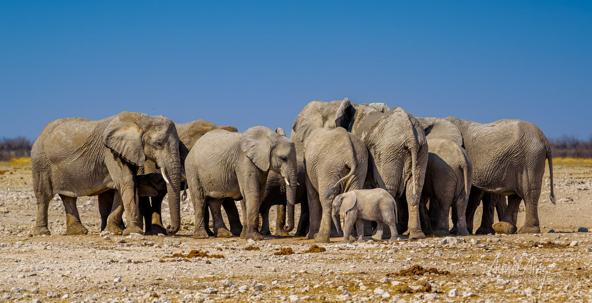 African Elephants, Etosha National park, Namibia
