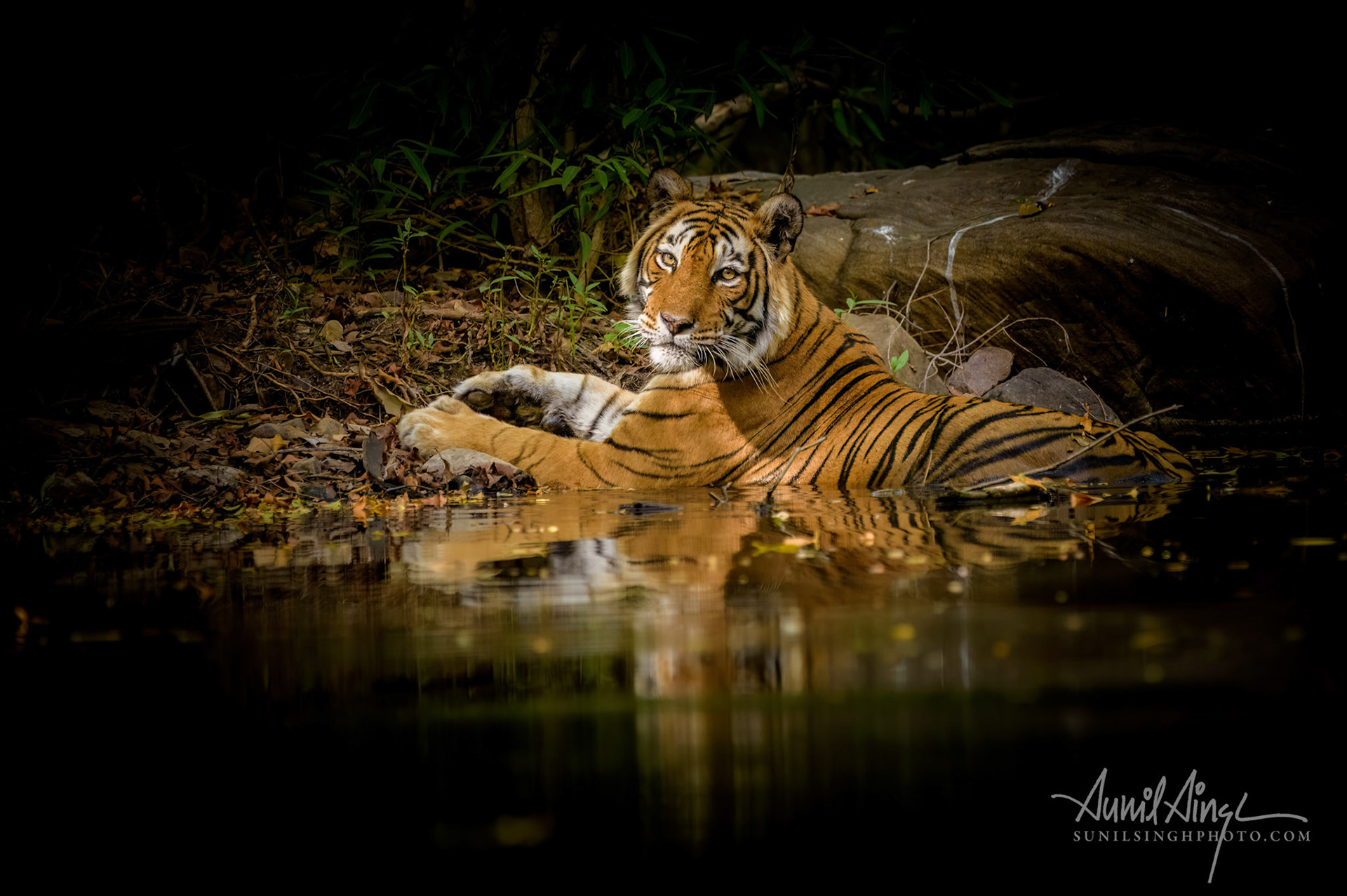 Bengal Tiger, Ranthambore, Rajasthan, India