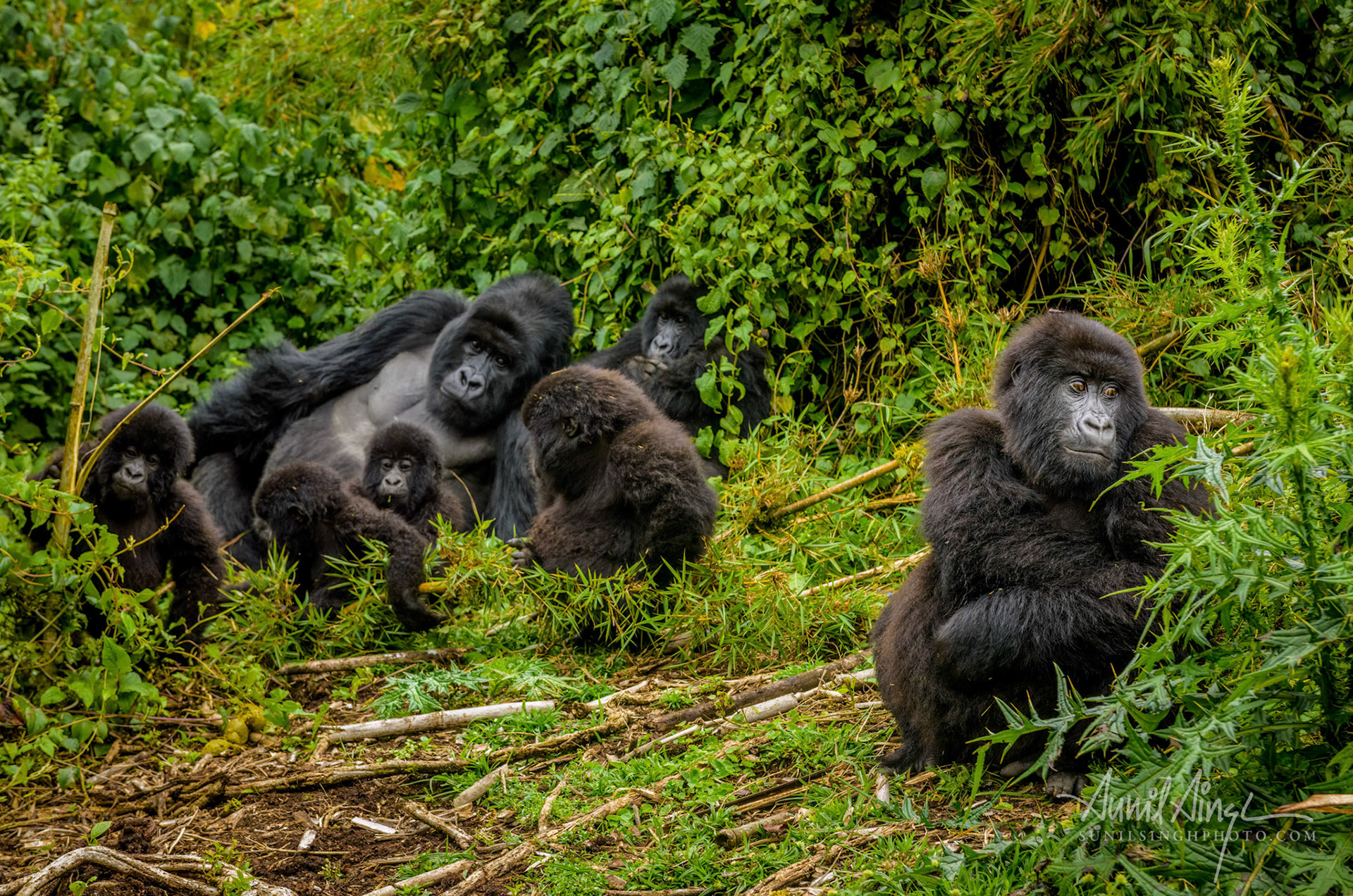 The silverback joined his family to get his short nap at Volcanoes National Park, Rwanda. He settled next to his senior female and  stretched himself to a comfortable position. The younger ones though were fully of energy and waiting to show off in front of the human visitors. They rollicked, jumped, bat their chest and wrestled with each other. One of the juveniles ran towards us with his bamboo stick...pole vault anyone? The older females glared at him. Another female hugged her little one closer, she didn't want him to be encouraged by this juvenile acrobatics. The juvenile now seemed to have second thoughts about playing with the visitors.