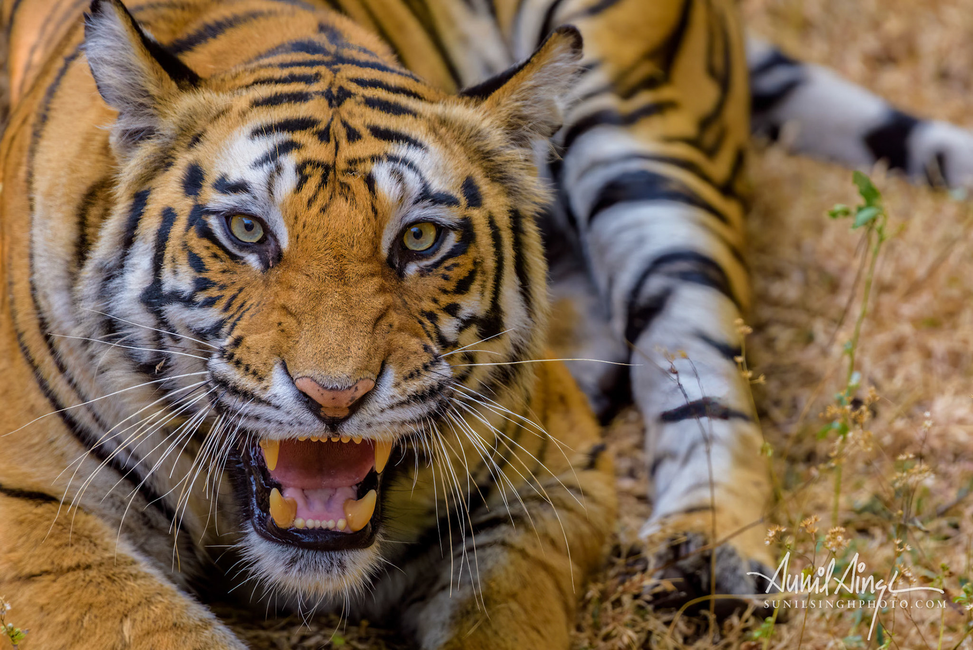 Bengal Tiger, Bandhavgarh National Park, Madhya Pradesh, India